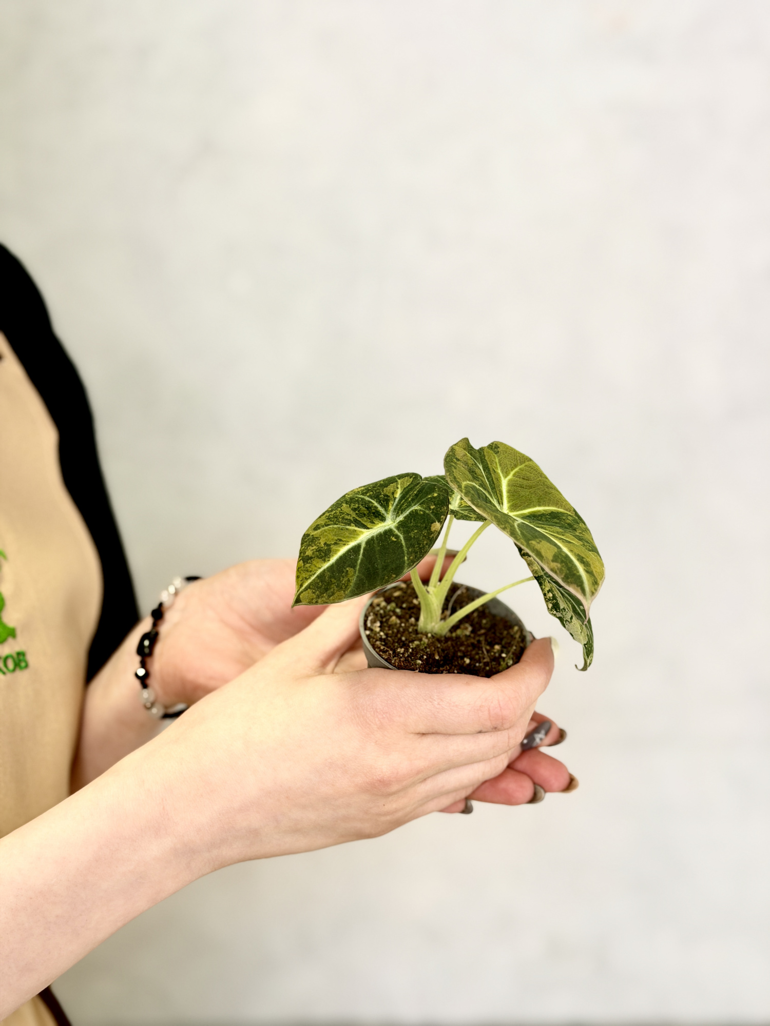 Алоказия Блэк Вельвет Вариегатная Голд Ауреа (Alocasia Black Velvet Gold Aurea) D6см