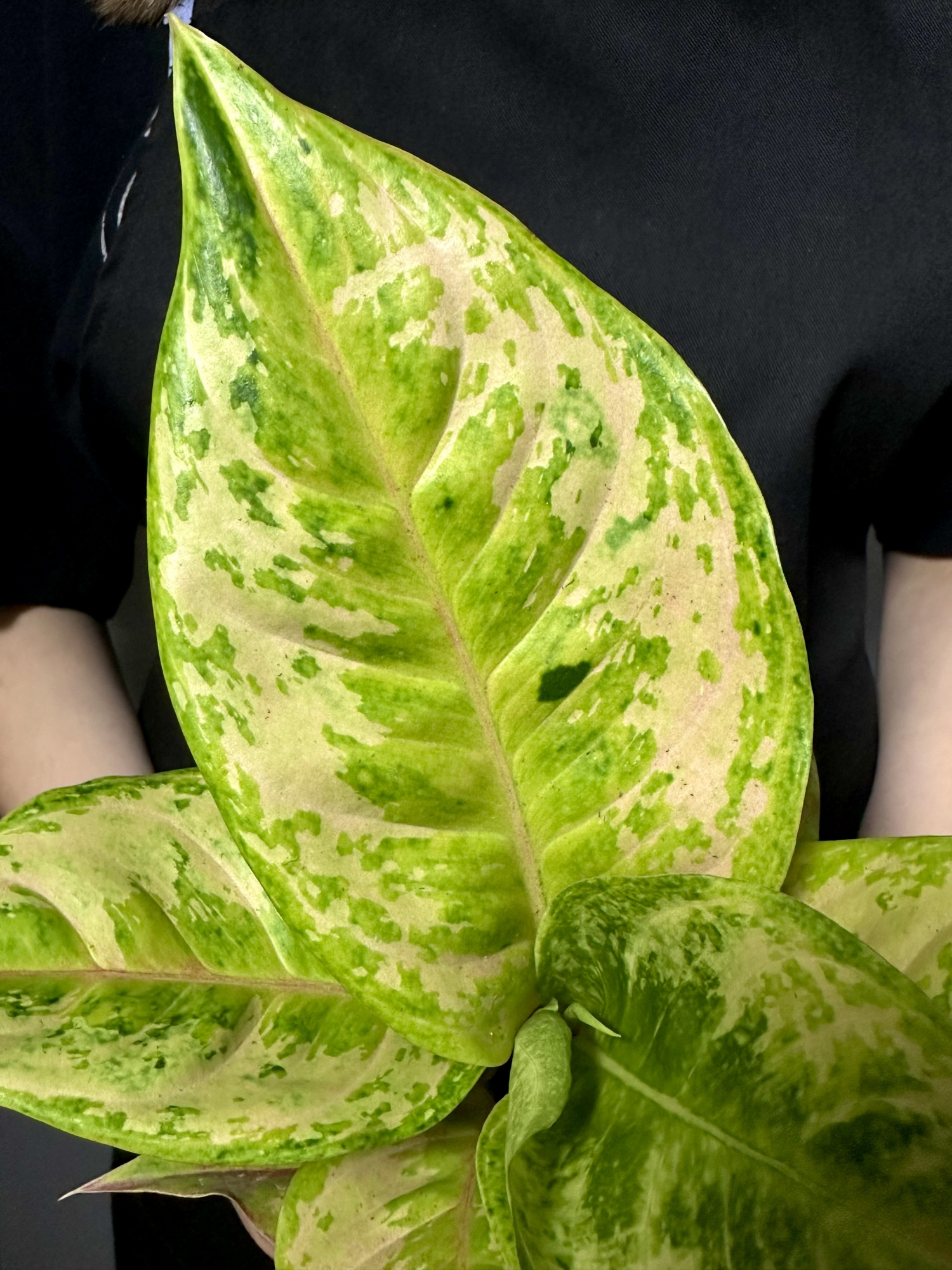 Аглаонема Пастелла (Aglaonema Pastella) D12см