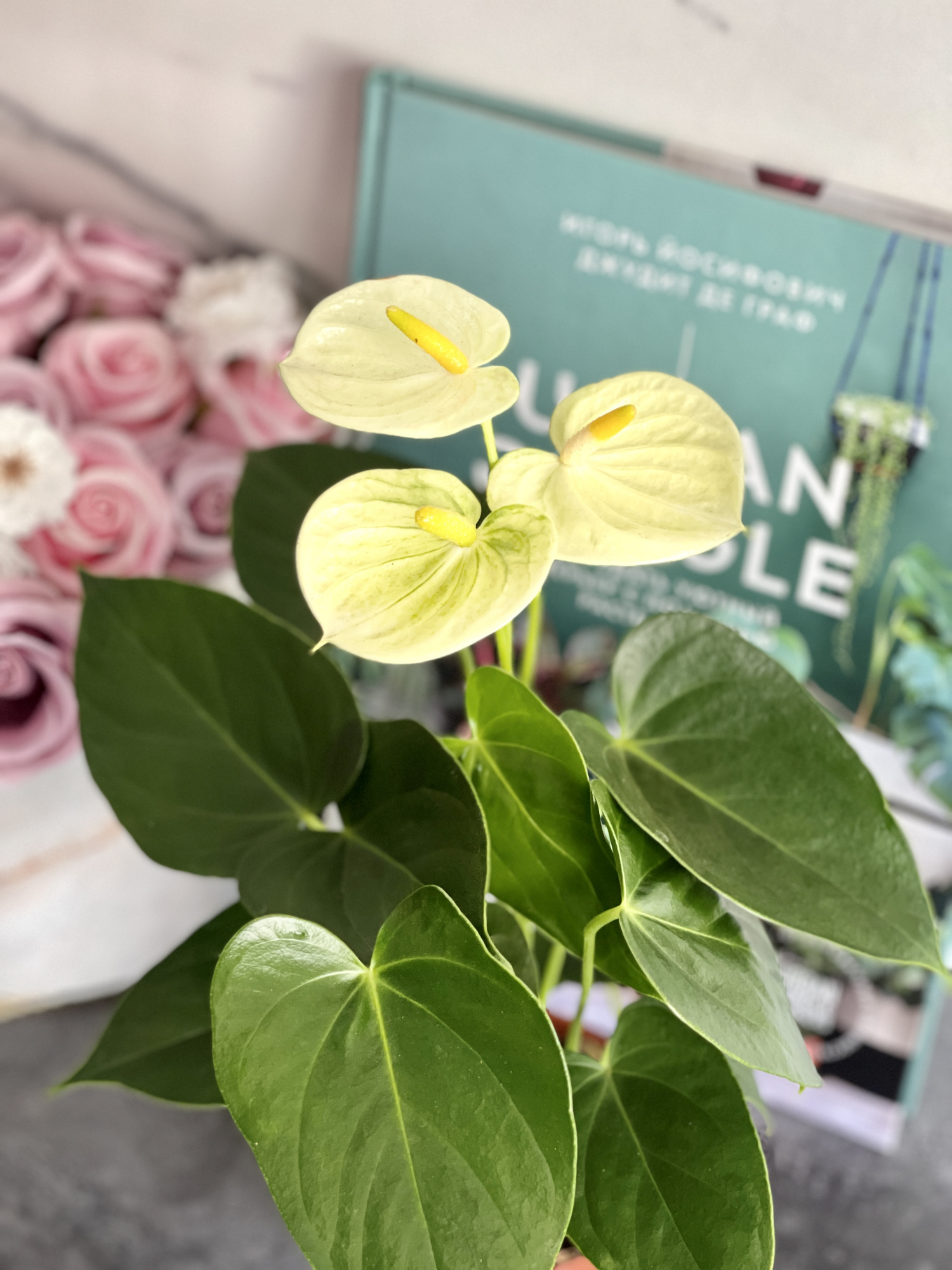 Антуриум Андре Ванилла (Anthurium Аndraeanum Vanilla) D9см
