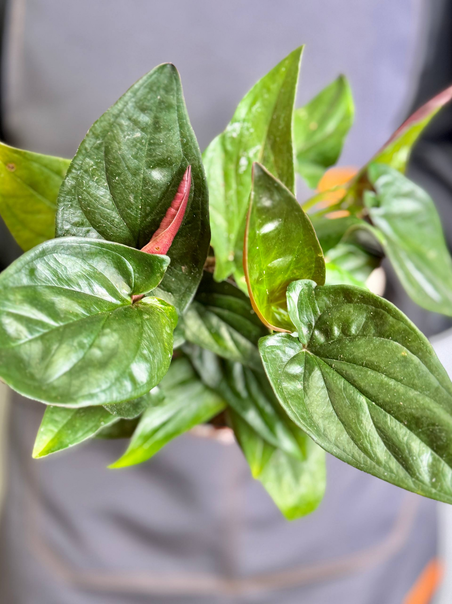 Сингониум  Красная Стрела, или Эритрофиллум Ред Эрроу (Syngonium Erythrophyllum Red Arrow) D12см