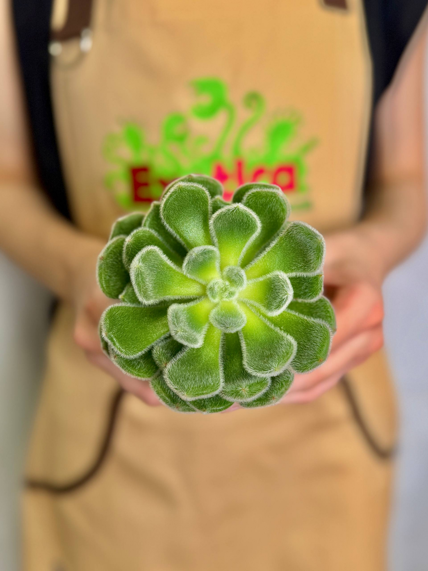 Эхеверия Сетоза Щетинистая (Echeveria Setosa) D8,5см