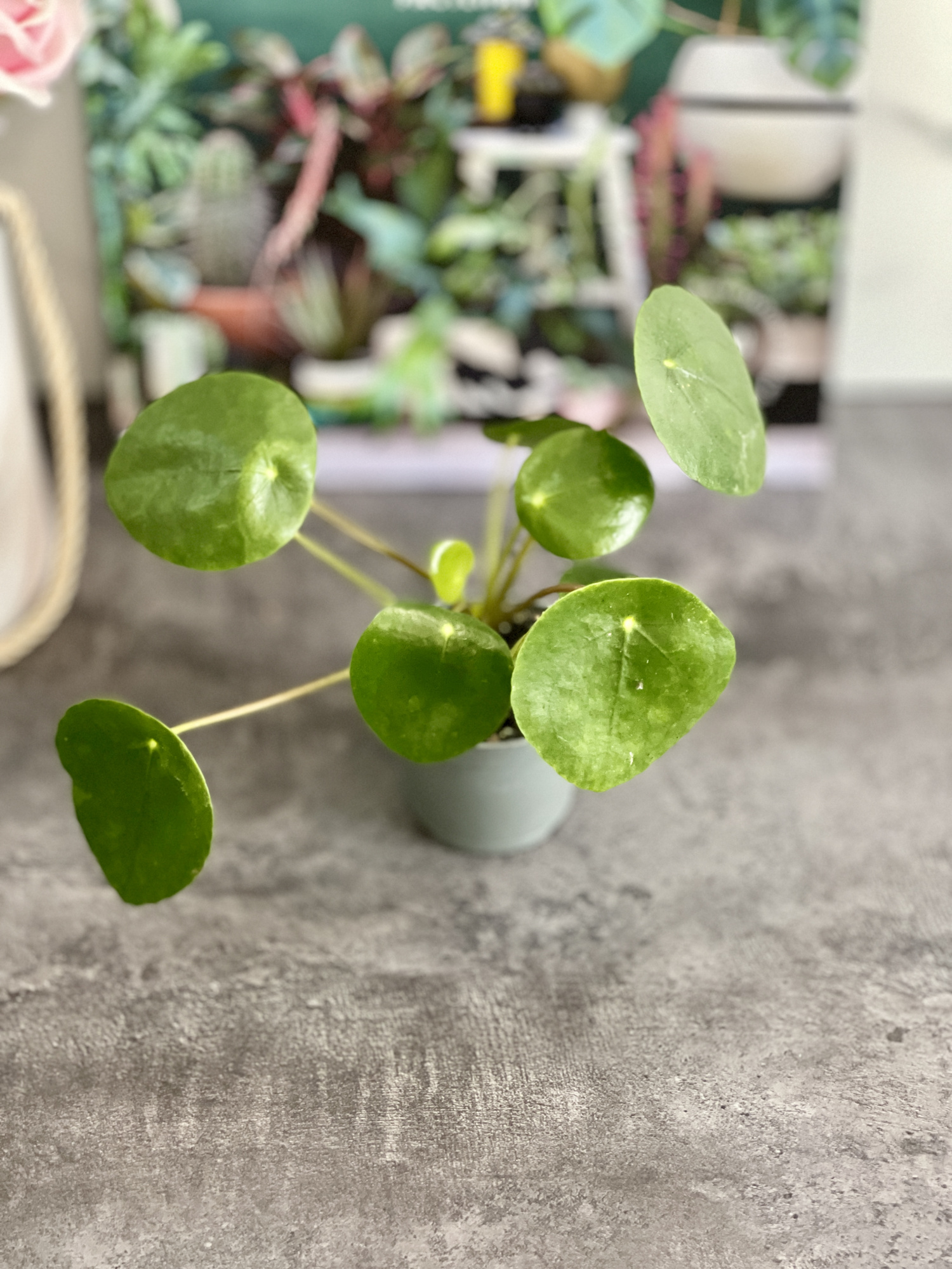 Пилея Пеперомиевидная (Pilea Peperomioides) D6см