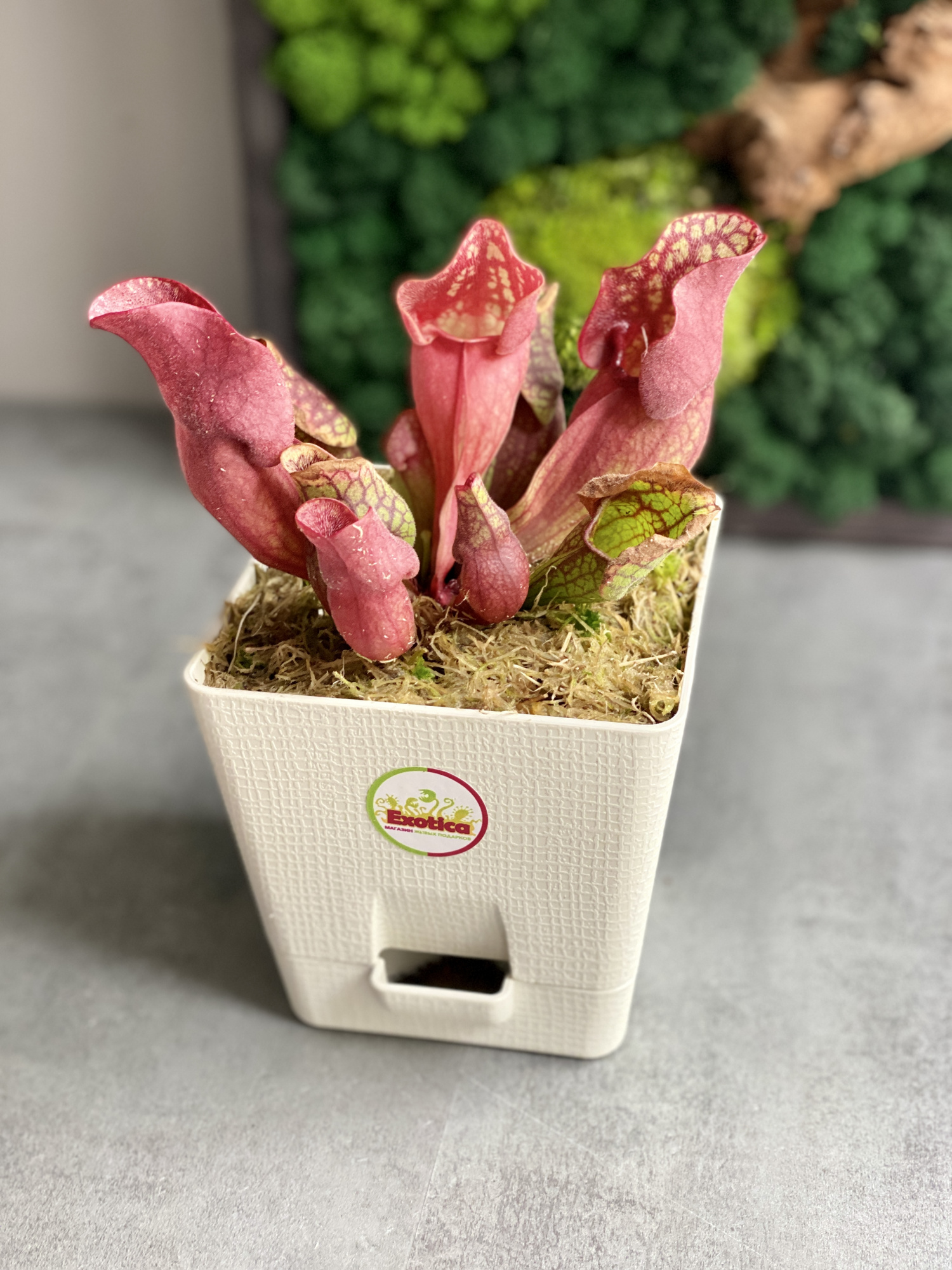 Саррацения Веноза Красная (Sarracenia Venosa Red) пересаженная D12см