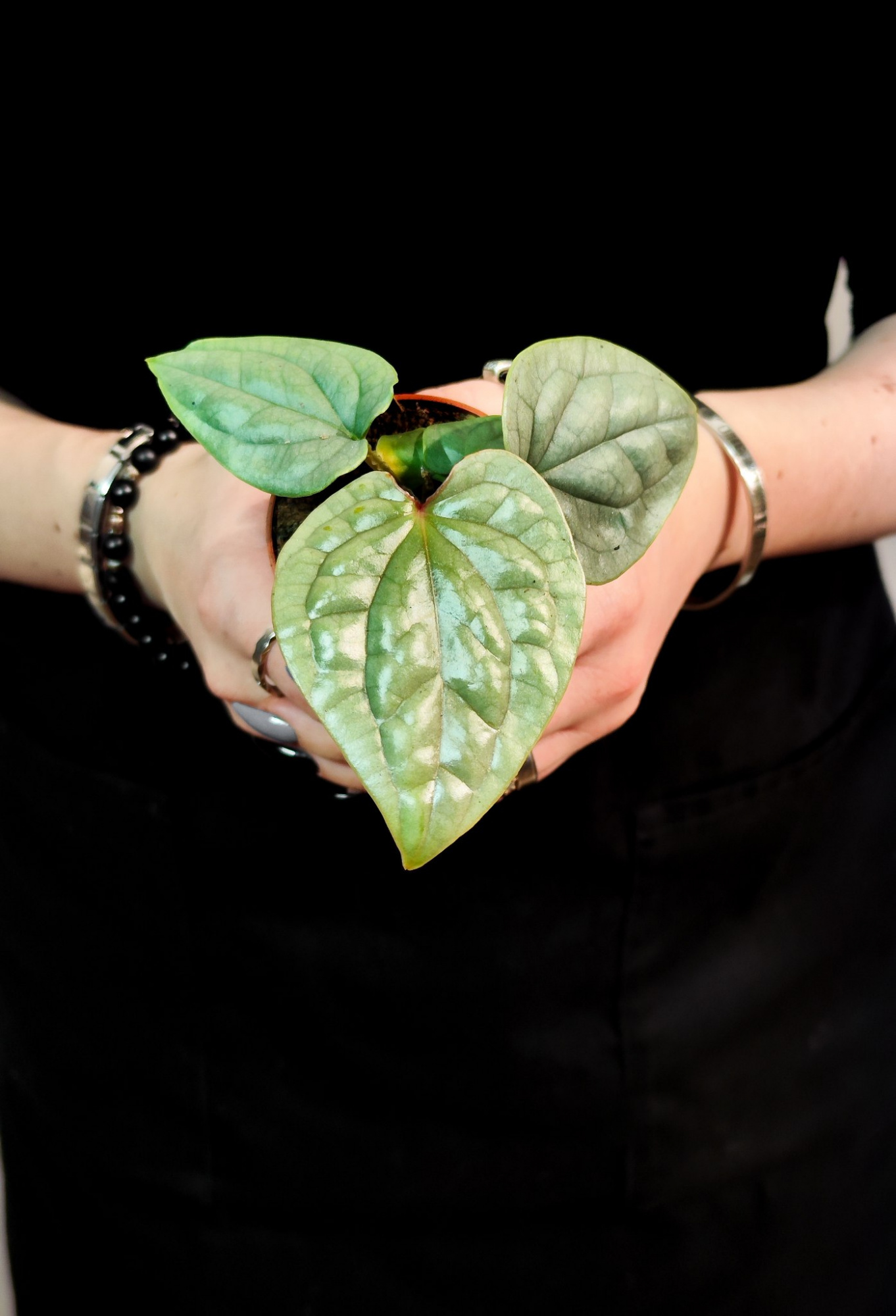 Антуриум Люксурианс (Anthurium Luxurians) D6см