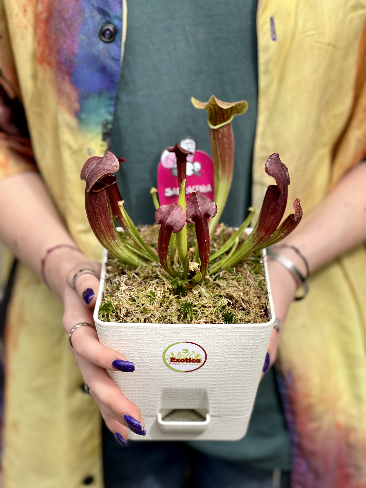 Саррацения Тесс (Sarracenia Tess) пересаженная D12см