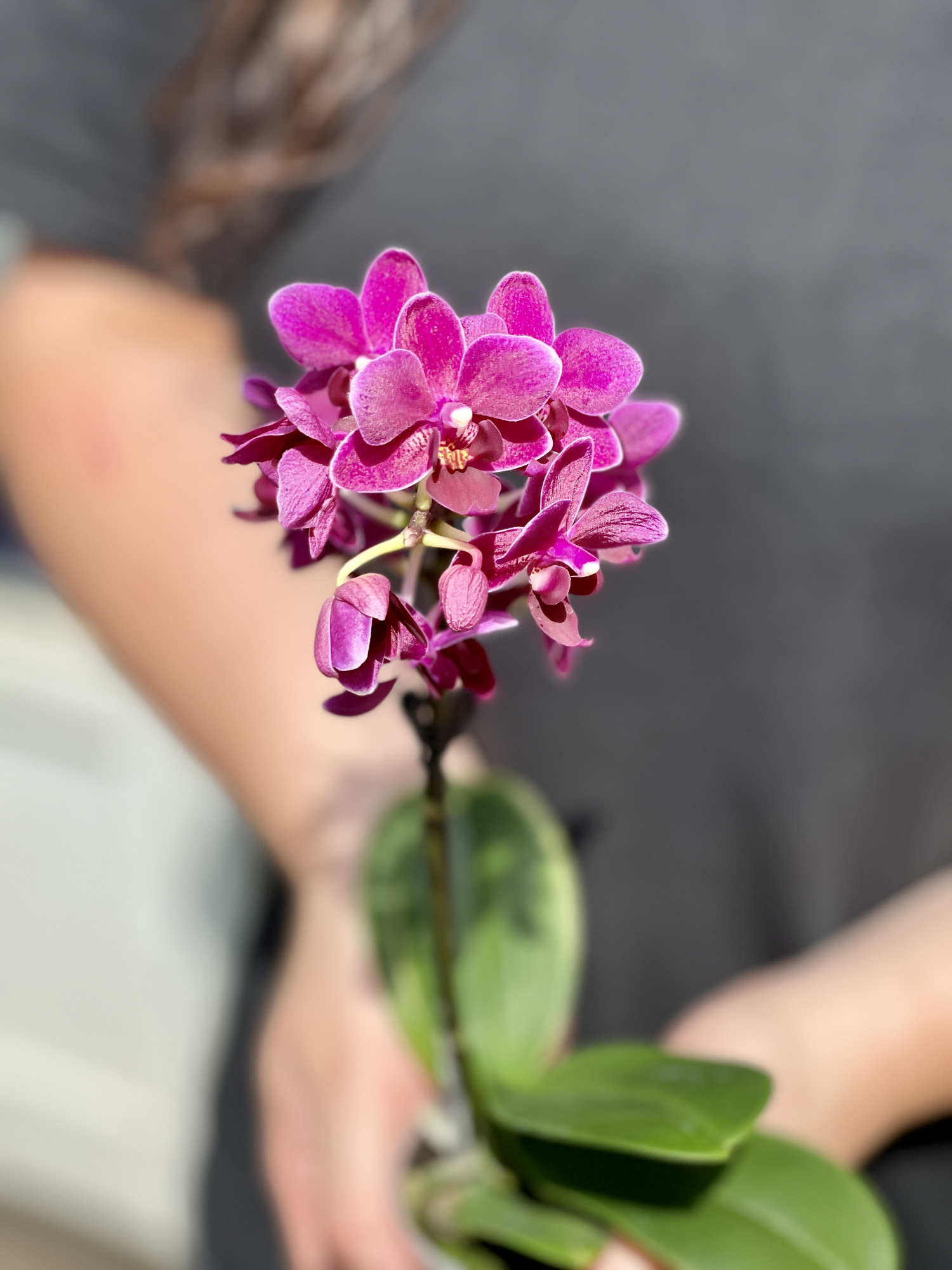 Орхидея Фаленопсис Мини Пурпурная (Phalaenopsis Multiflora) D6см
