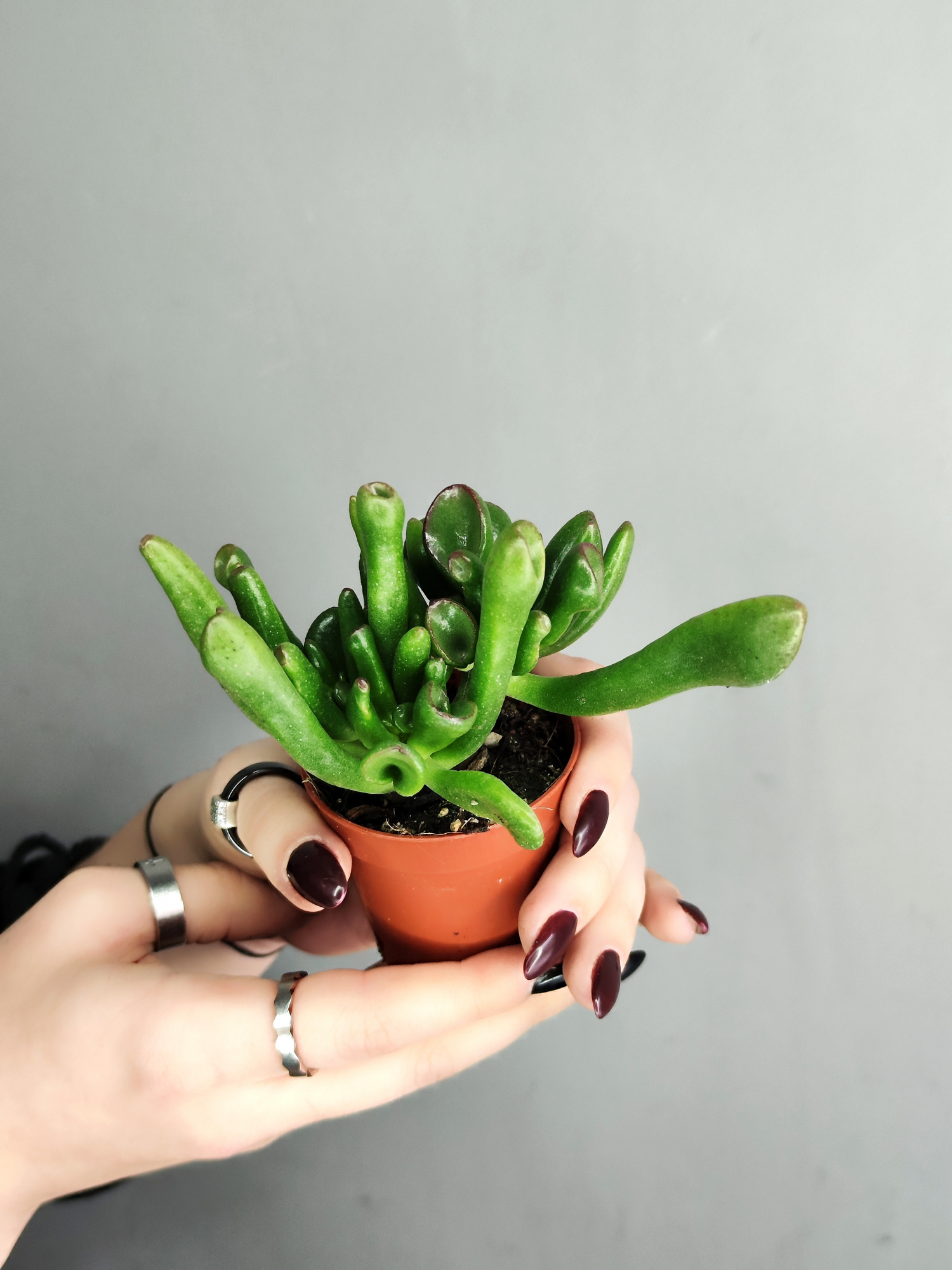Крассула Корал (Crassula Coral) D5см