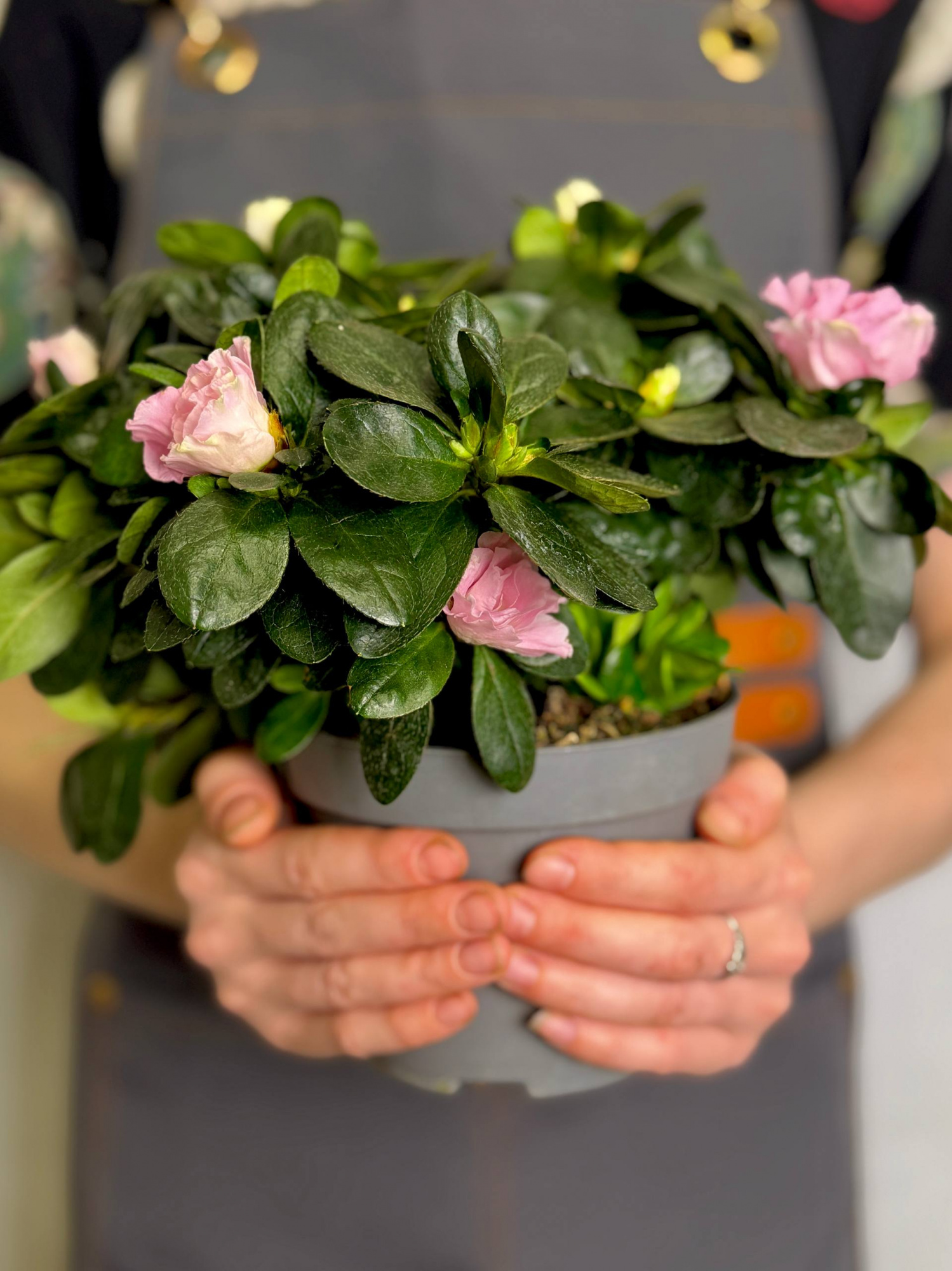Азалия (Рододендрон) Индийская розовая (Azalea Indica Pink) D13см