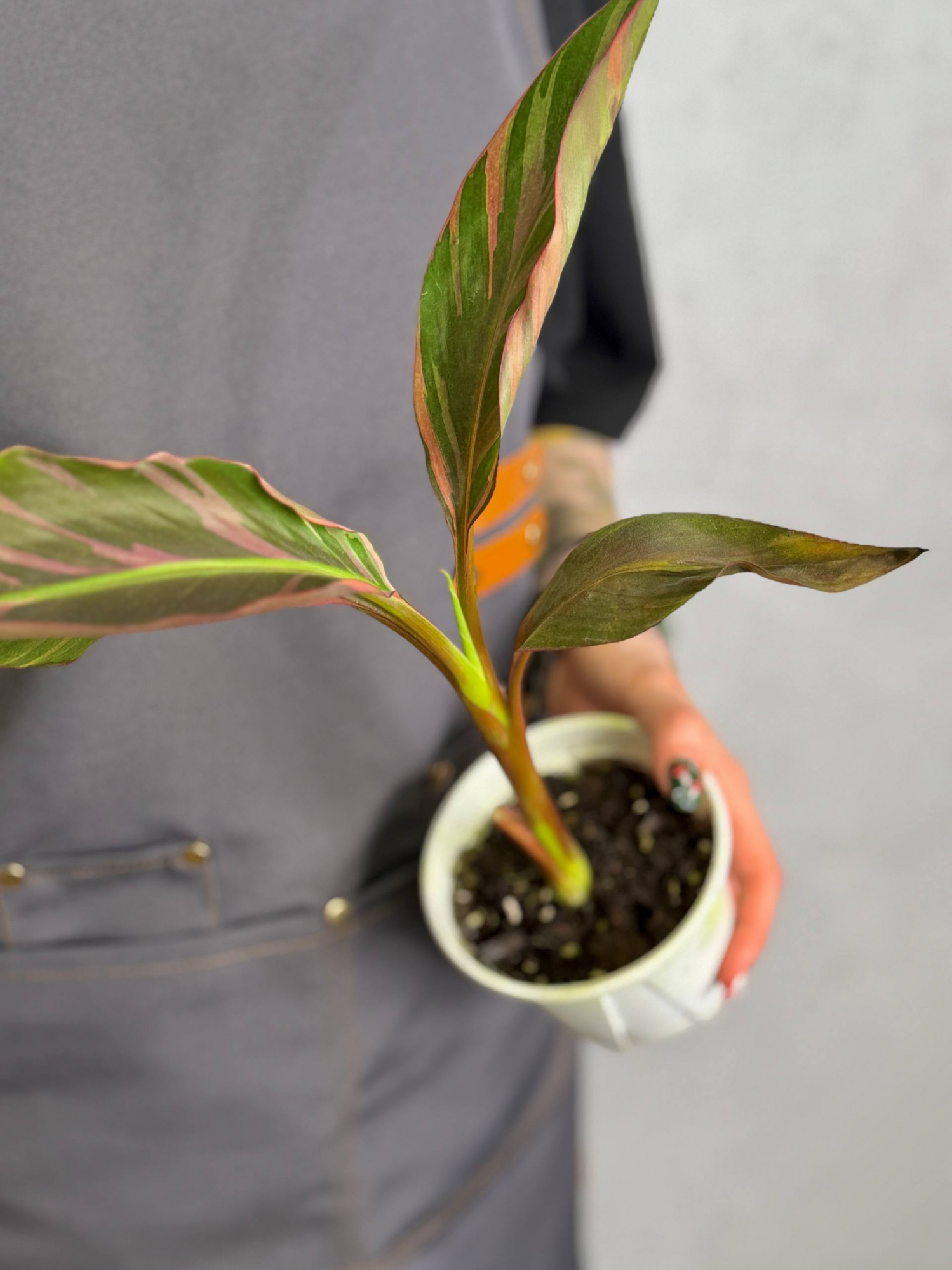 Розовый Вариегатный Банан Муса (Pink Variegated Banana Plant, Hybrid Musa) D11см