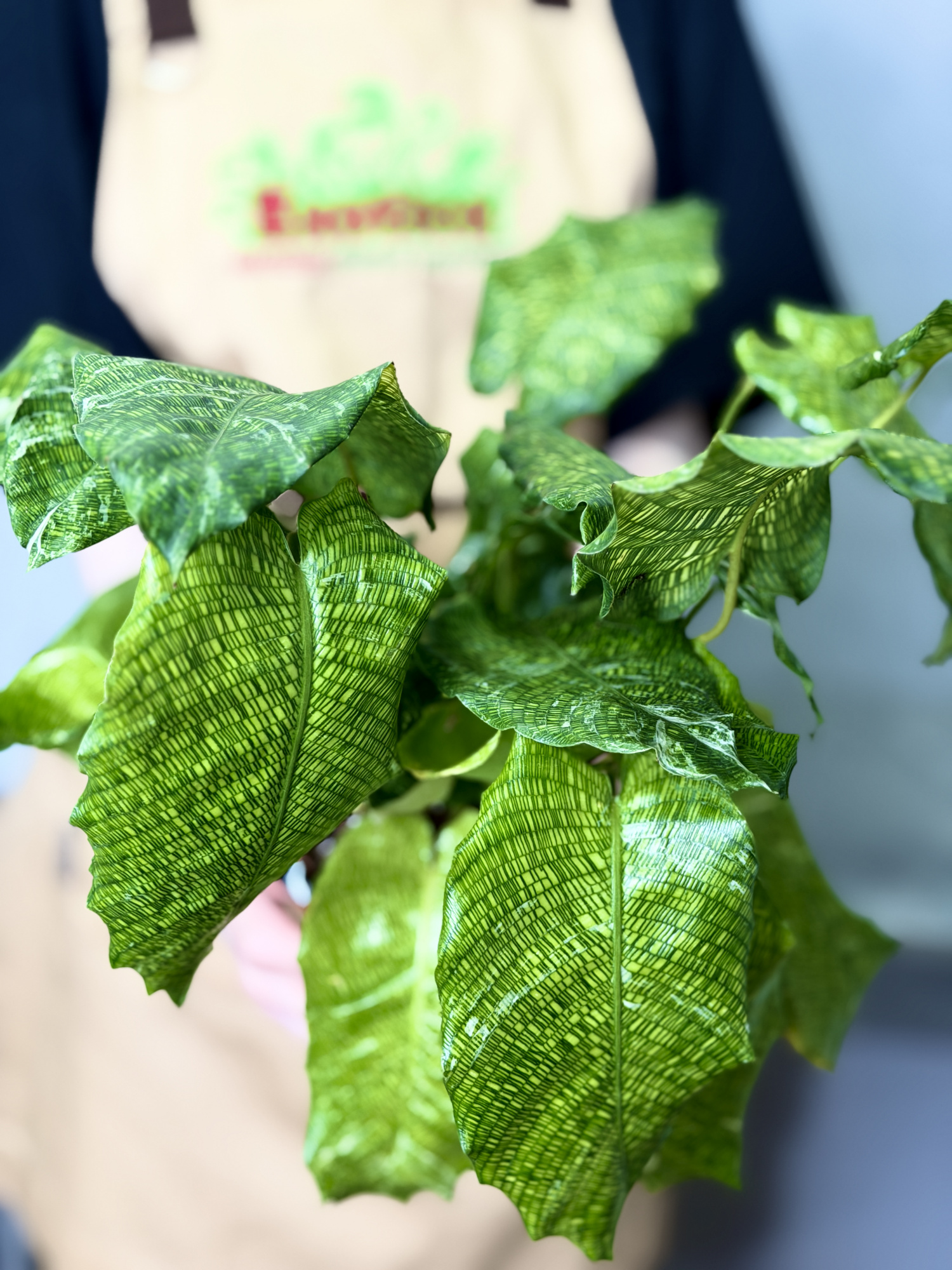 Калатея Мозаика Вариегата, или Нетворк Мозаичная (Calathea Musaica Variegata) D10см