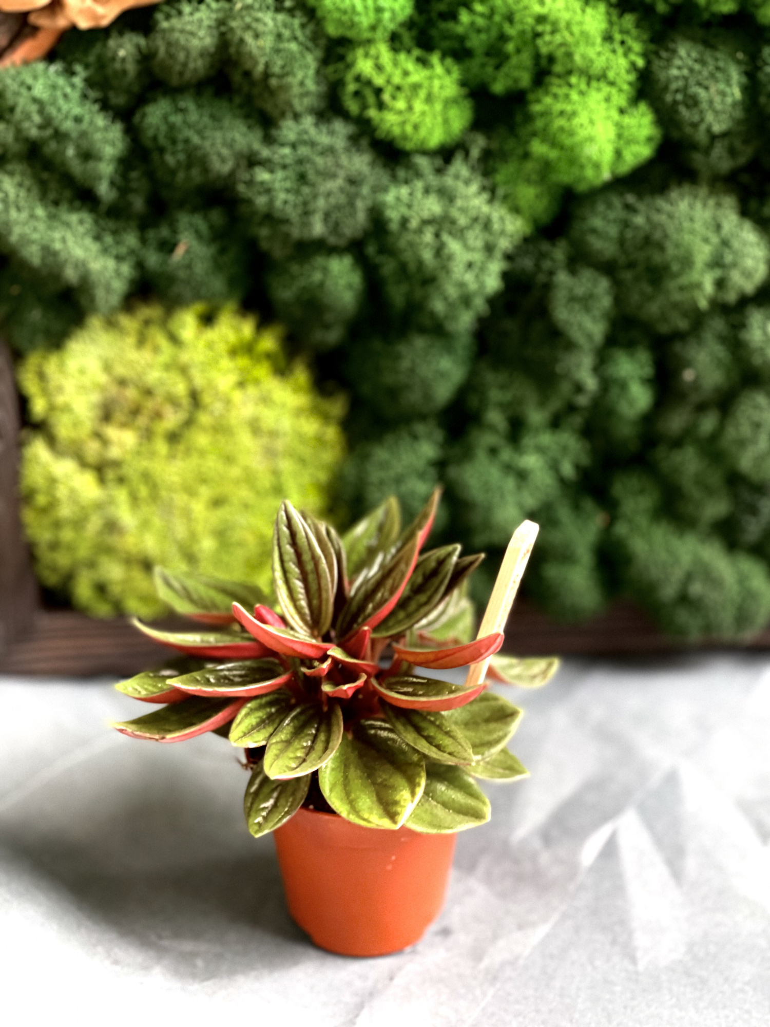 Пеперомия Россо (Peperomia Rosso) D5см