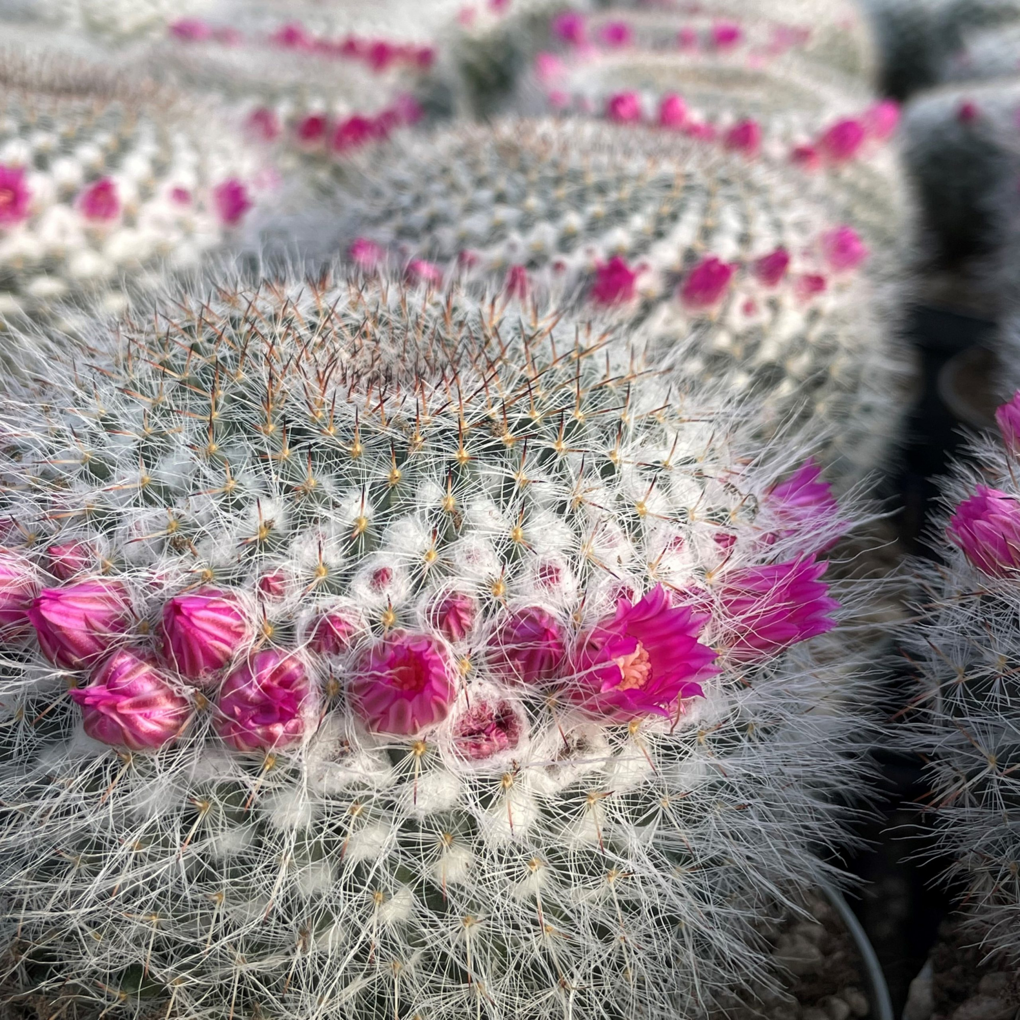 Кактус Маммиллярия (лат. Cactus Mammillaria) D9см