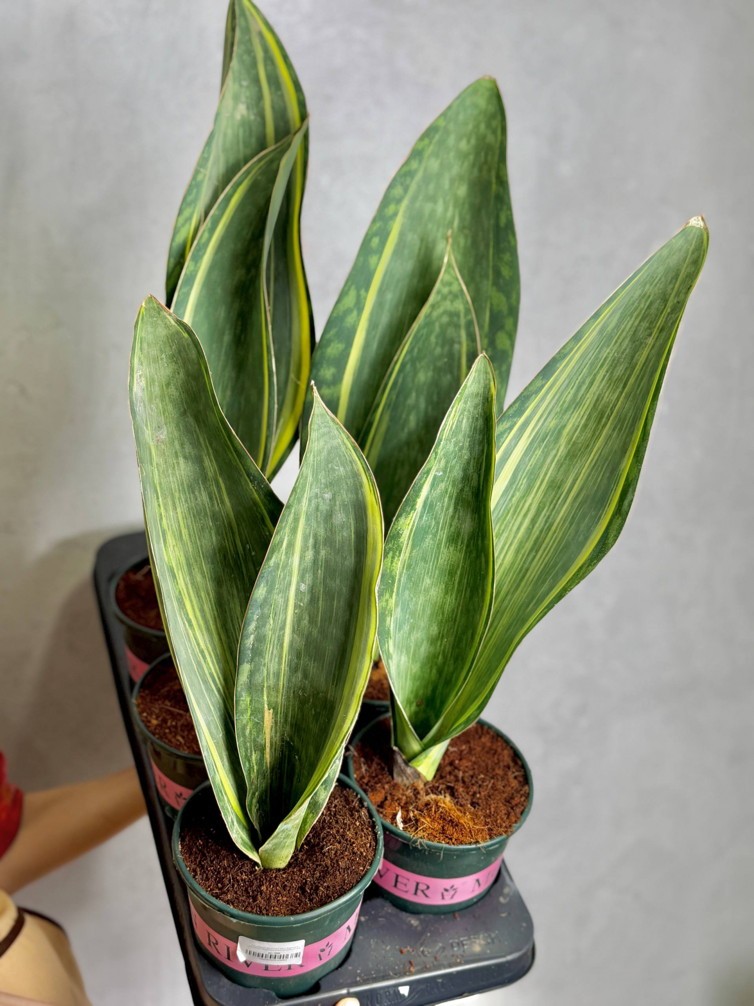 Сансевиерия Масониана Ауреа Вариегата (Sansevieria Masoniana Aurea Variegata) D14см