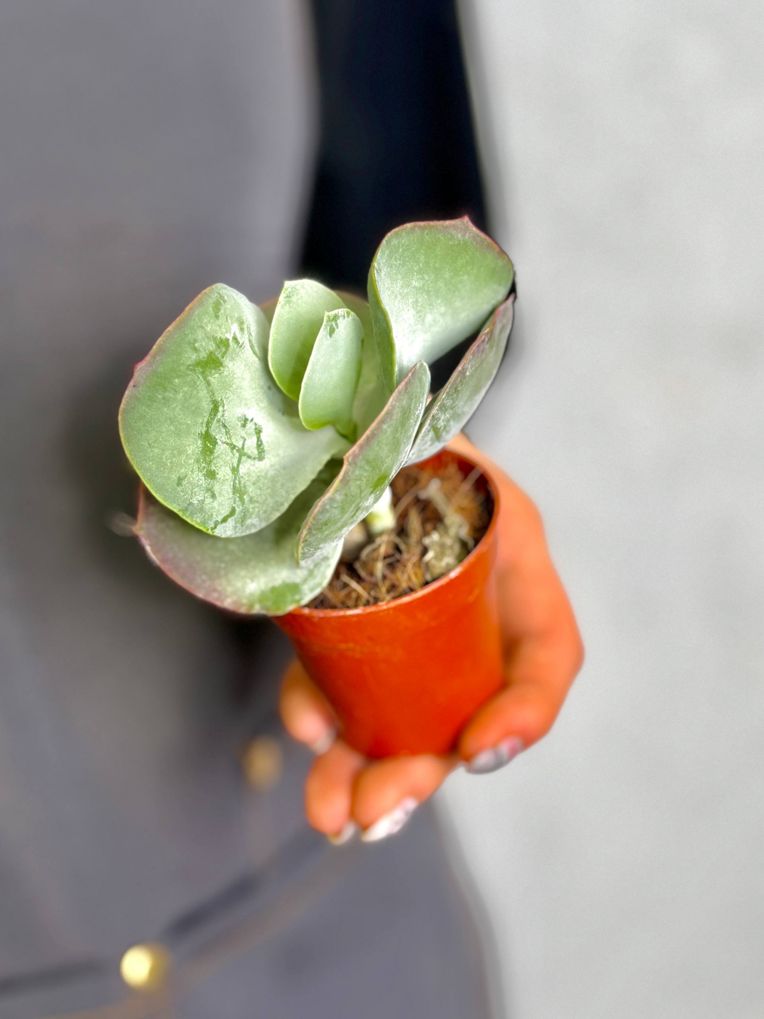 Котиледон Орбикулата Ред Флейм (Cotyledon Orbiculata Red Flame) D5см