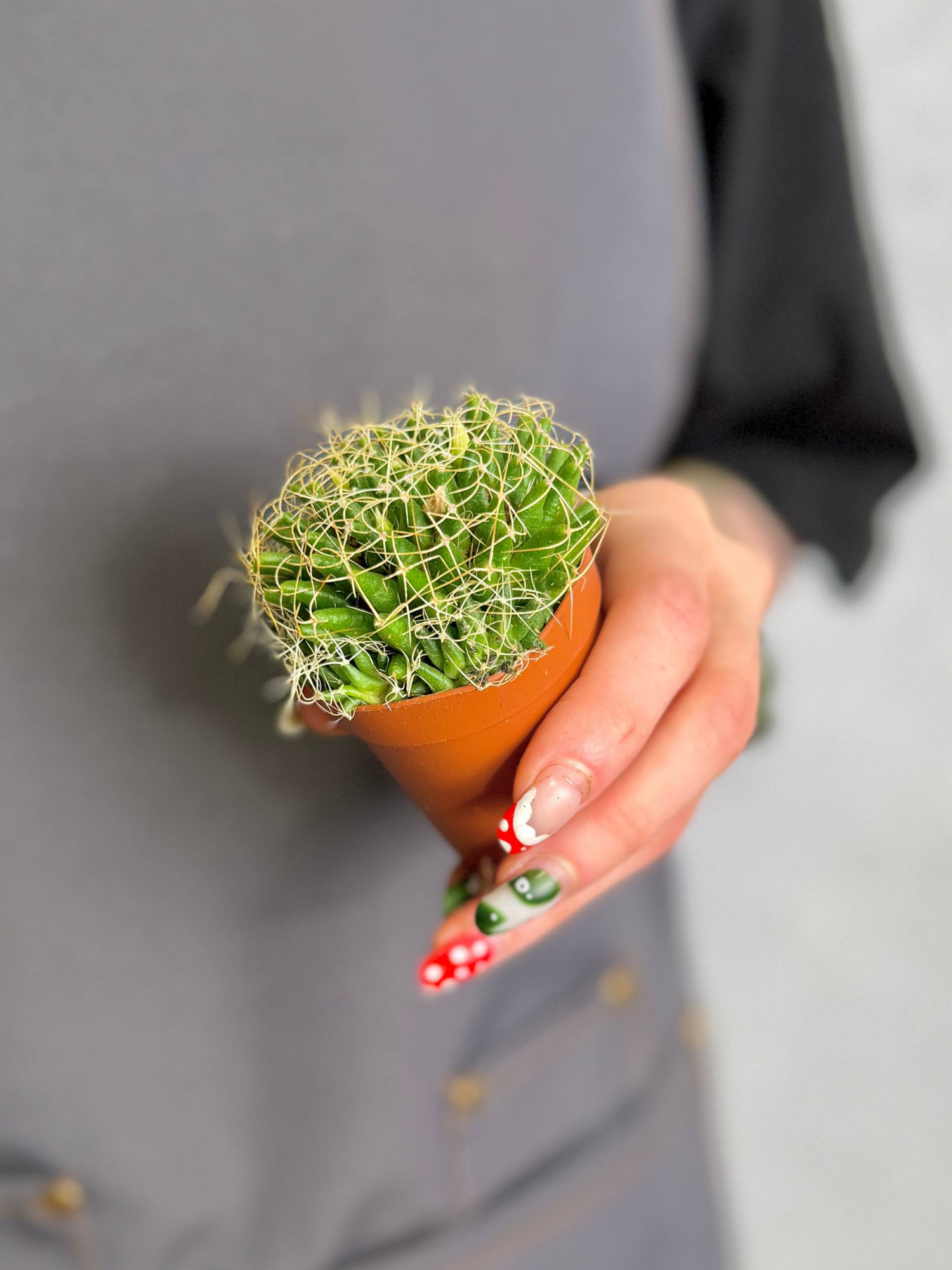 Маммиллярия Камптоприха (Mammillaria Camptotricha) D5см
