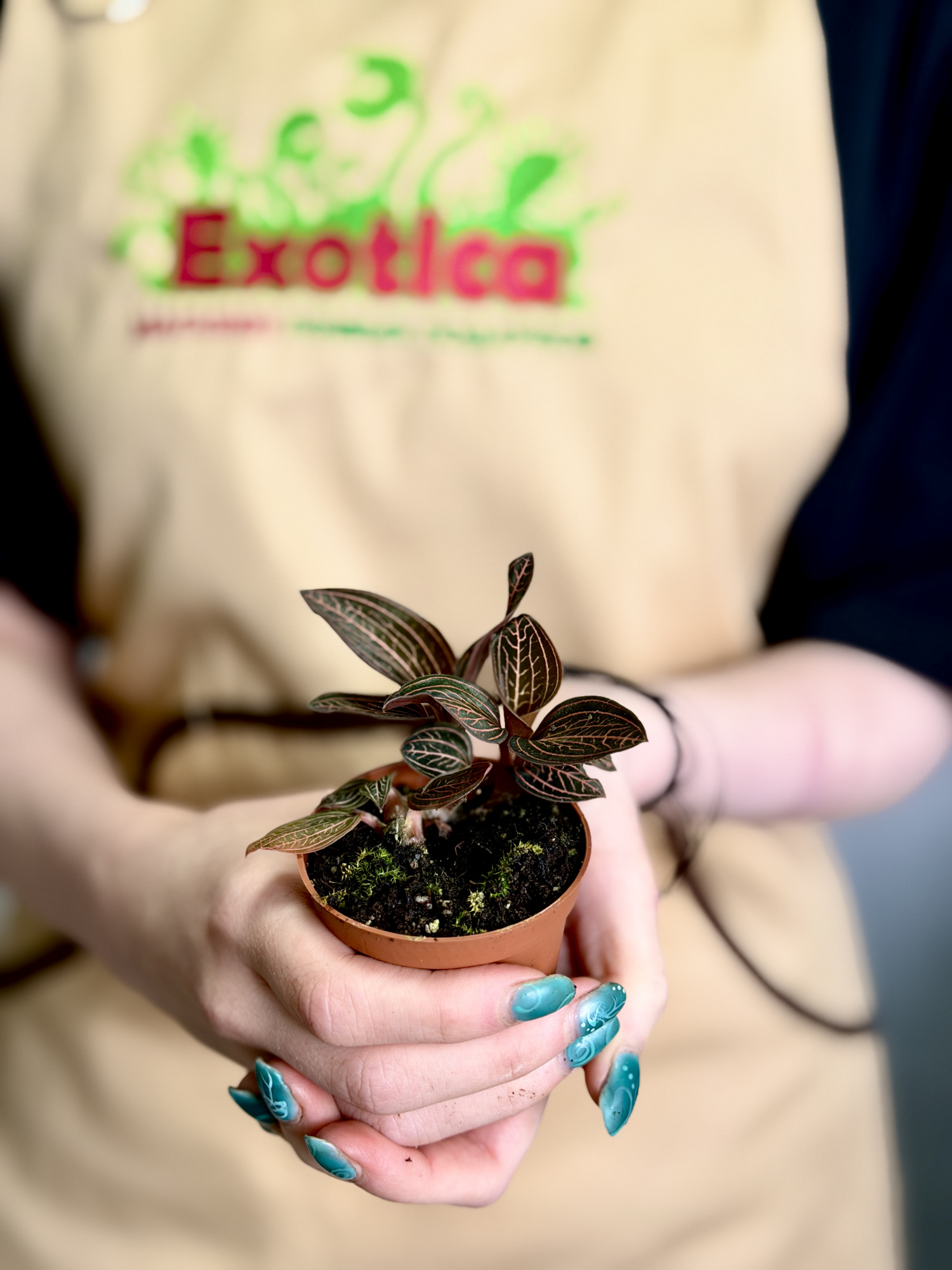 Драгоценная Орхидея Анектохилус Чапаэнсис (Jewel Orchid Anoectochilus Chapaensis) D6см