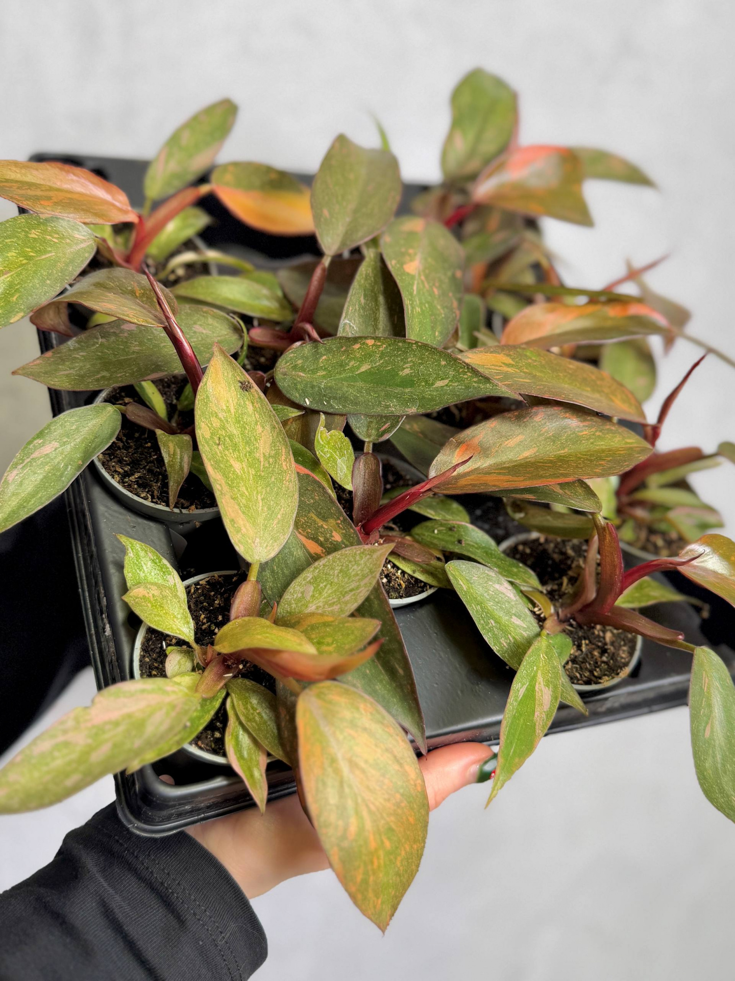 Филодендрон Оранжевая Принцесса (Philodendron Orange Princess) D6см