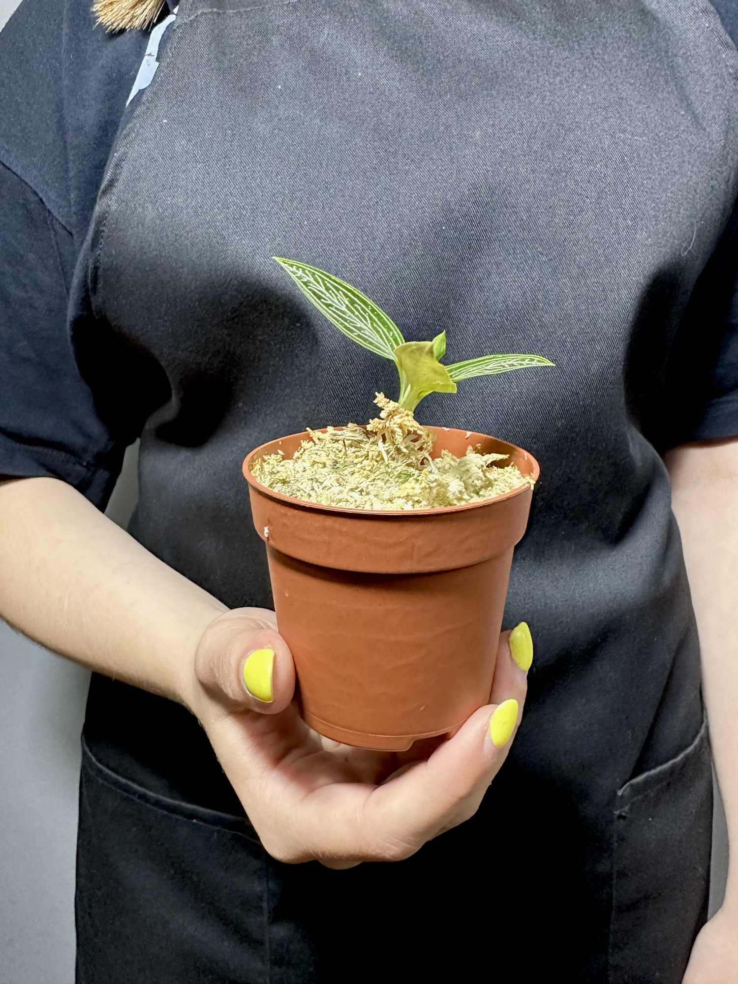 Драгоценная Орхидея Лудизия Дисколор Альба (Ludisia Discolor Alba) D7см