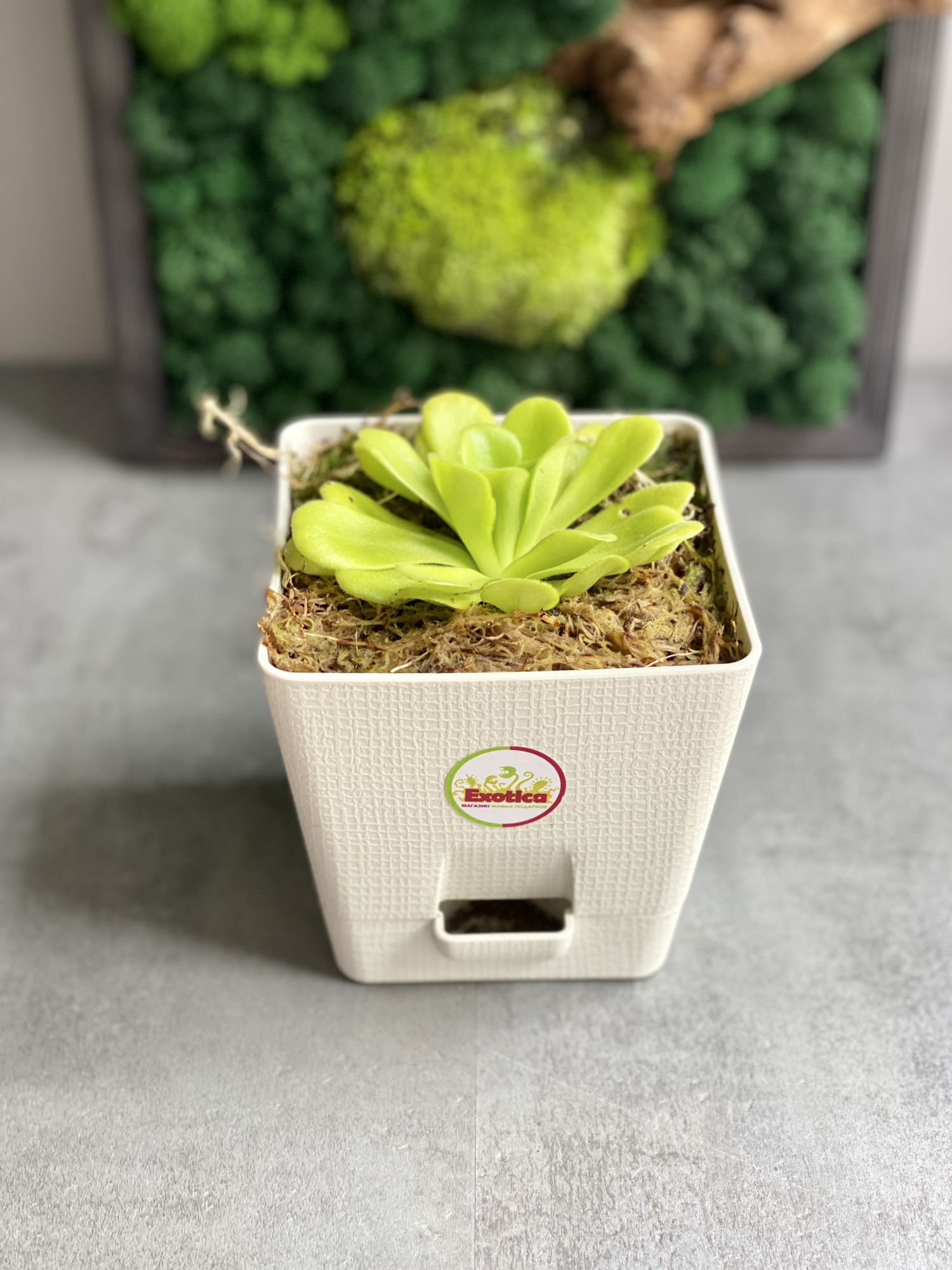 Жирянка Агната (Pinguicula Agnata) пересаженная D12см