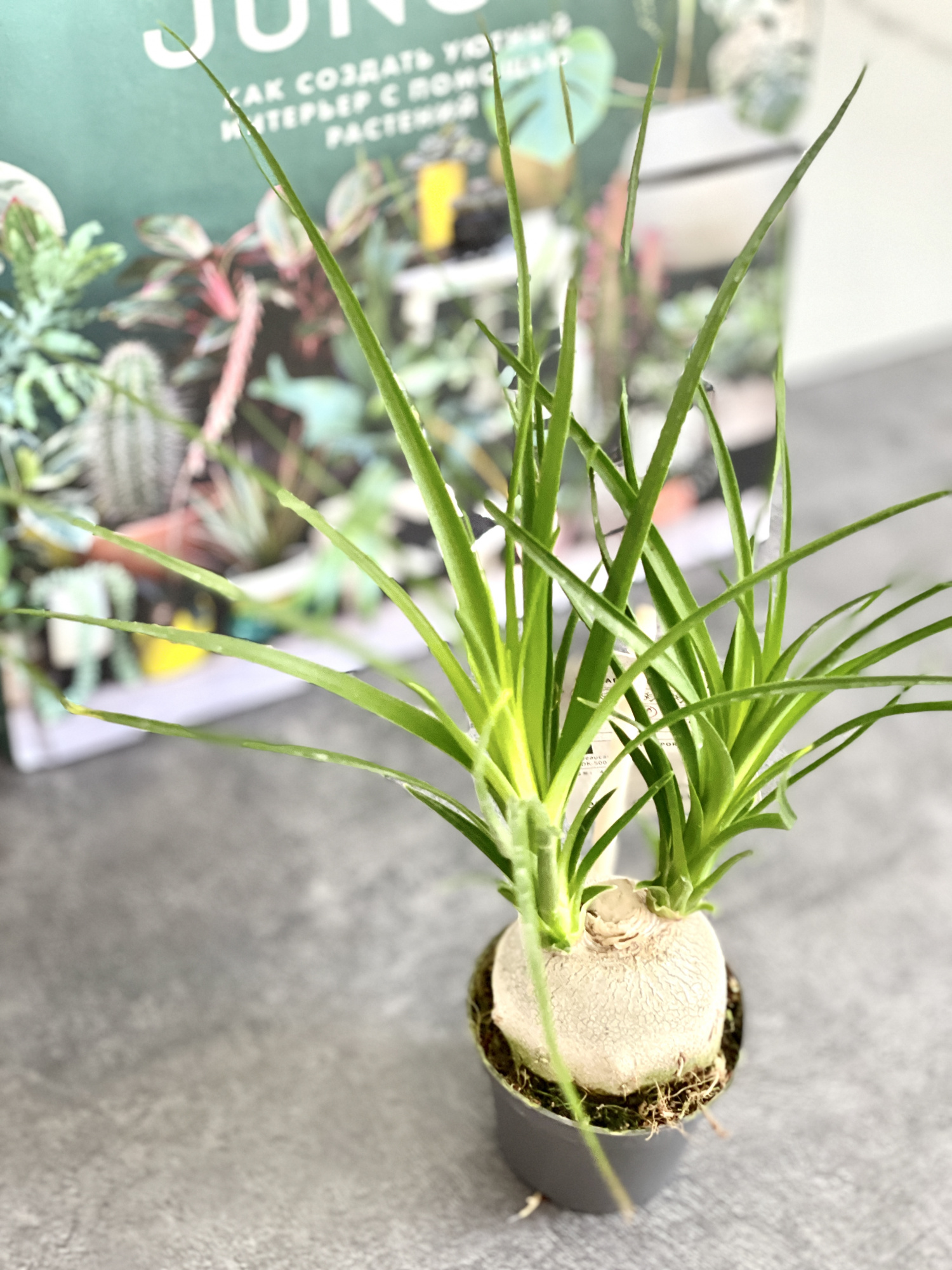 Нолина Бокарнея Рекурвата (Beaucarnea Recurvata Nolina) D6см