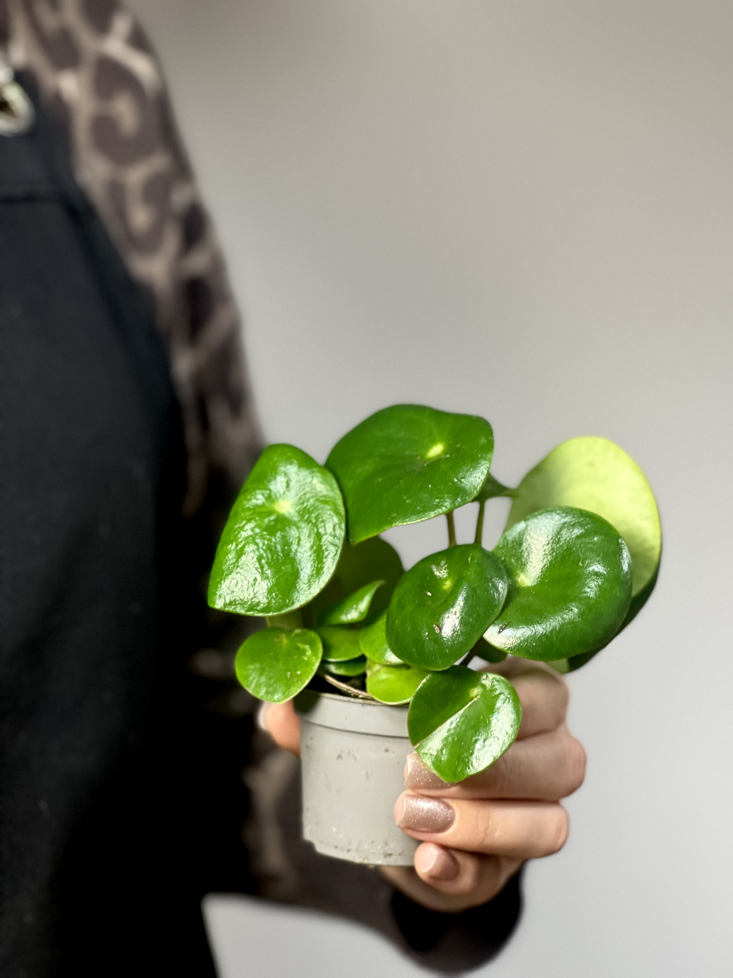 Пеперомия Рейндроп (Peperomia Polybotrya Raindrop) D6см
