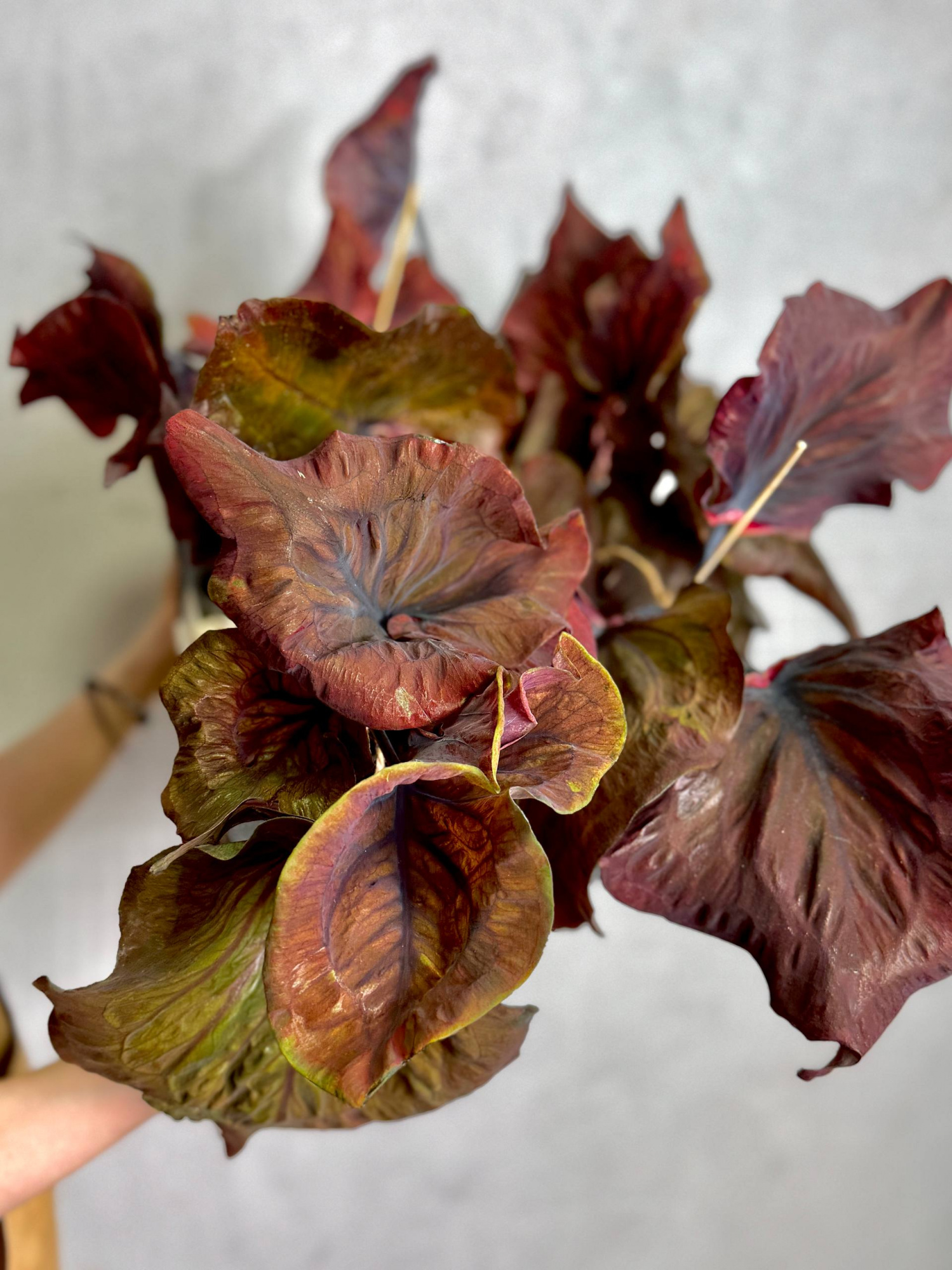 Каладиум Блэк Гибрид (Caladium Black Hibrid) D12см