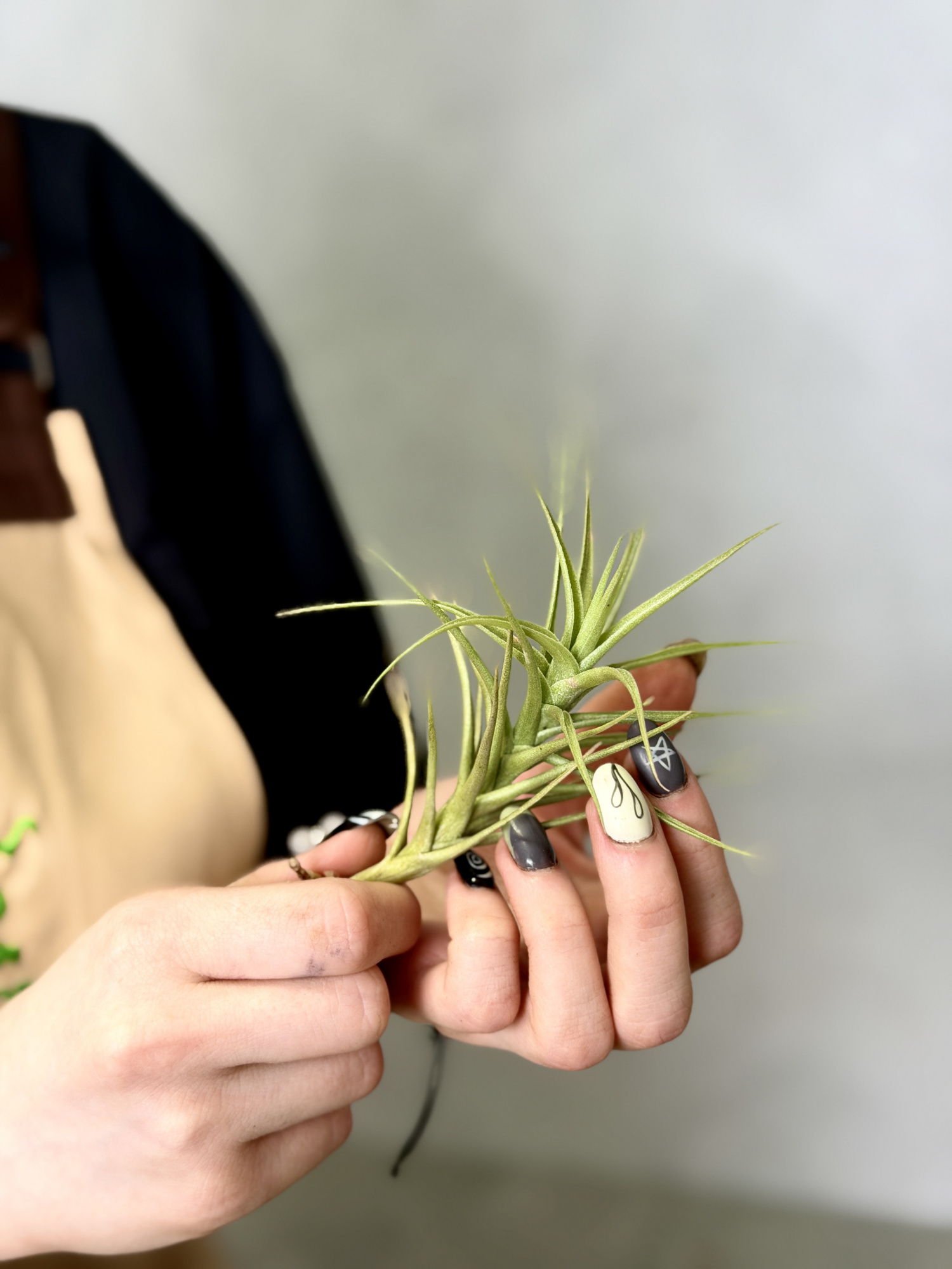 Тилландсия Бергери (Tillandsia Bergeri)