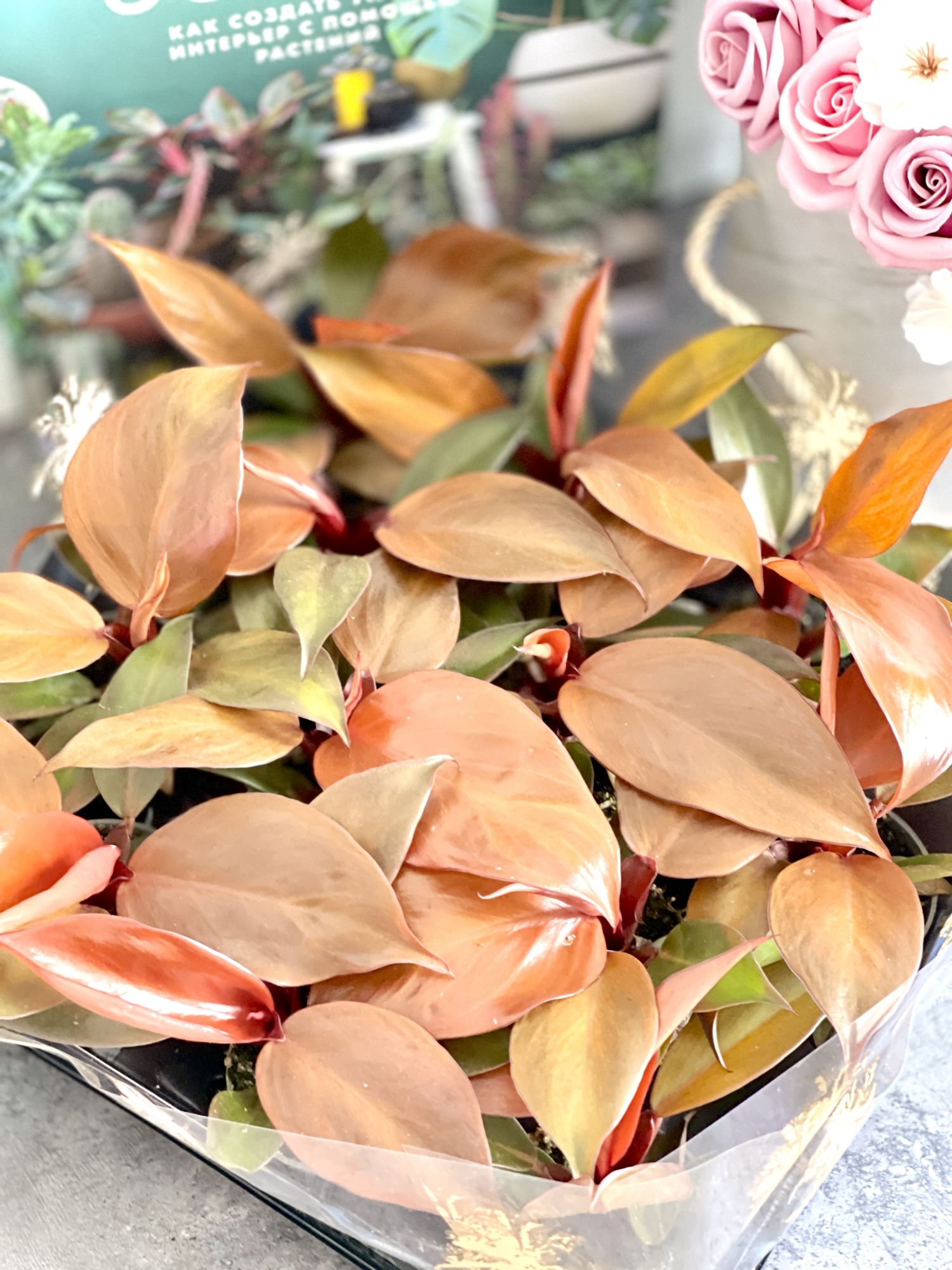 Филодендрон Ред Сан (Philodendron Red Sun) D6см