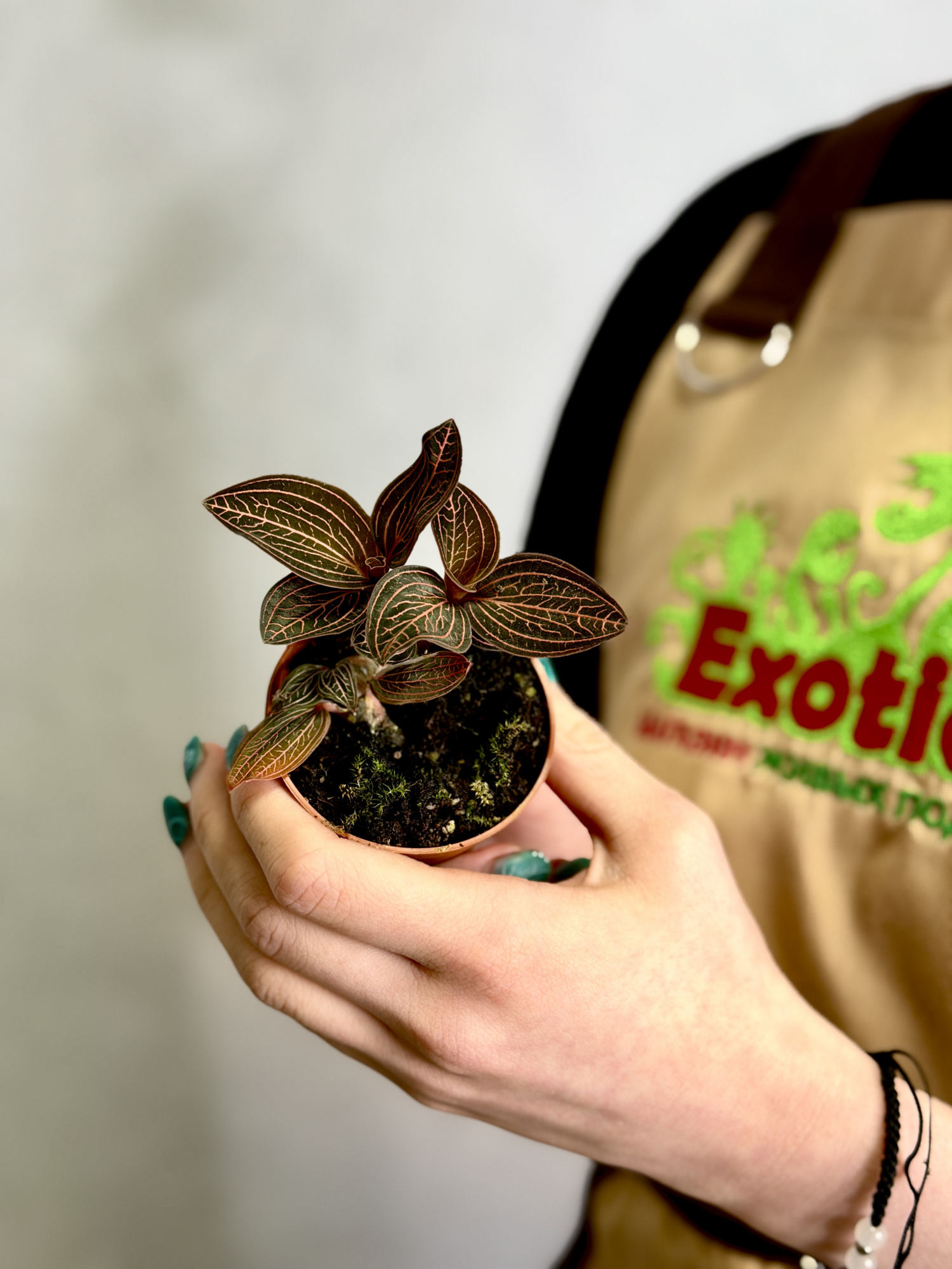 Драгоценная Орхидея Анектохилус Чапаэнсис (Jewel Orchid Anoectochilus Chapaensis) D6см