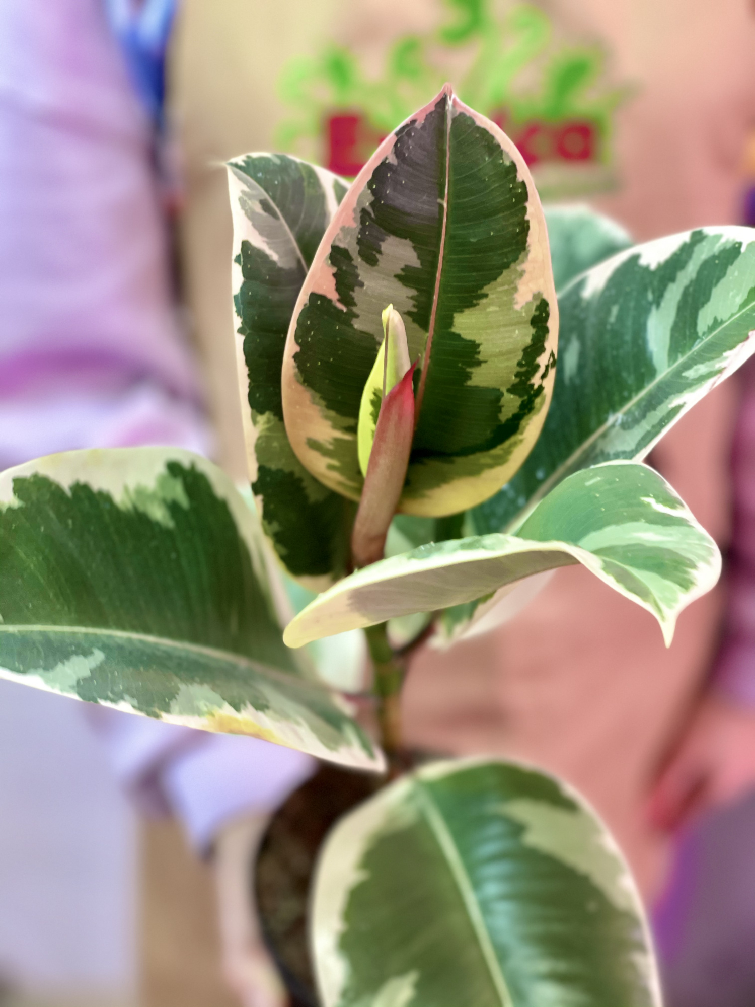 Фикус Эластика Тинеке (Ficus elastica Tineke)