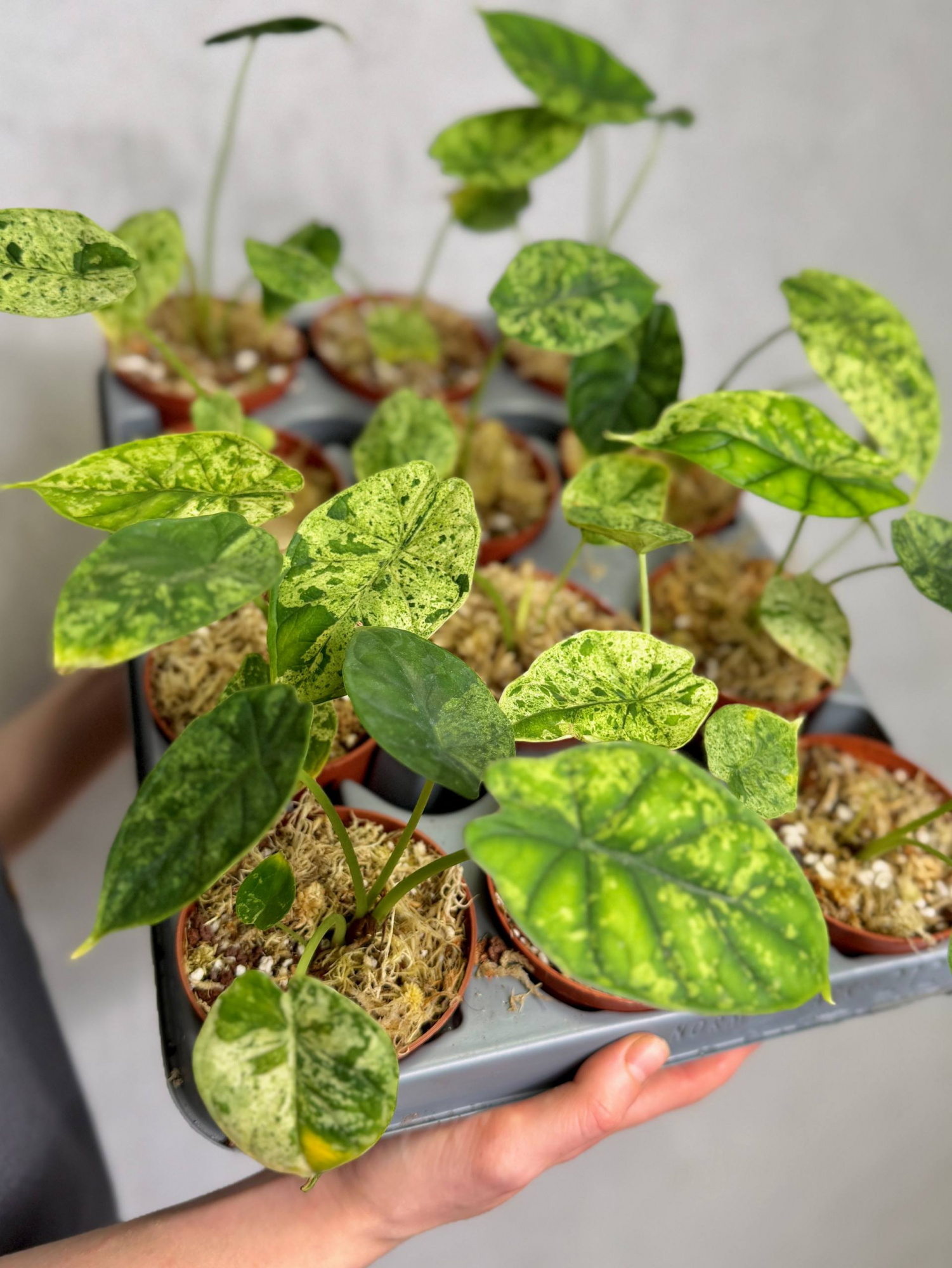 Алоказия Драгон Скейл Минт Вариегатная (Alocasia Dragon Scale Mint Variegata) D9см