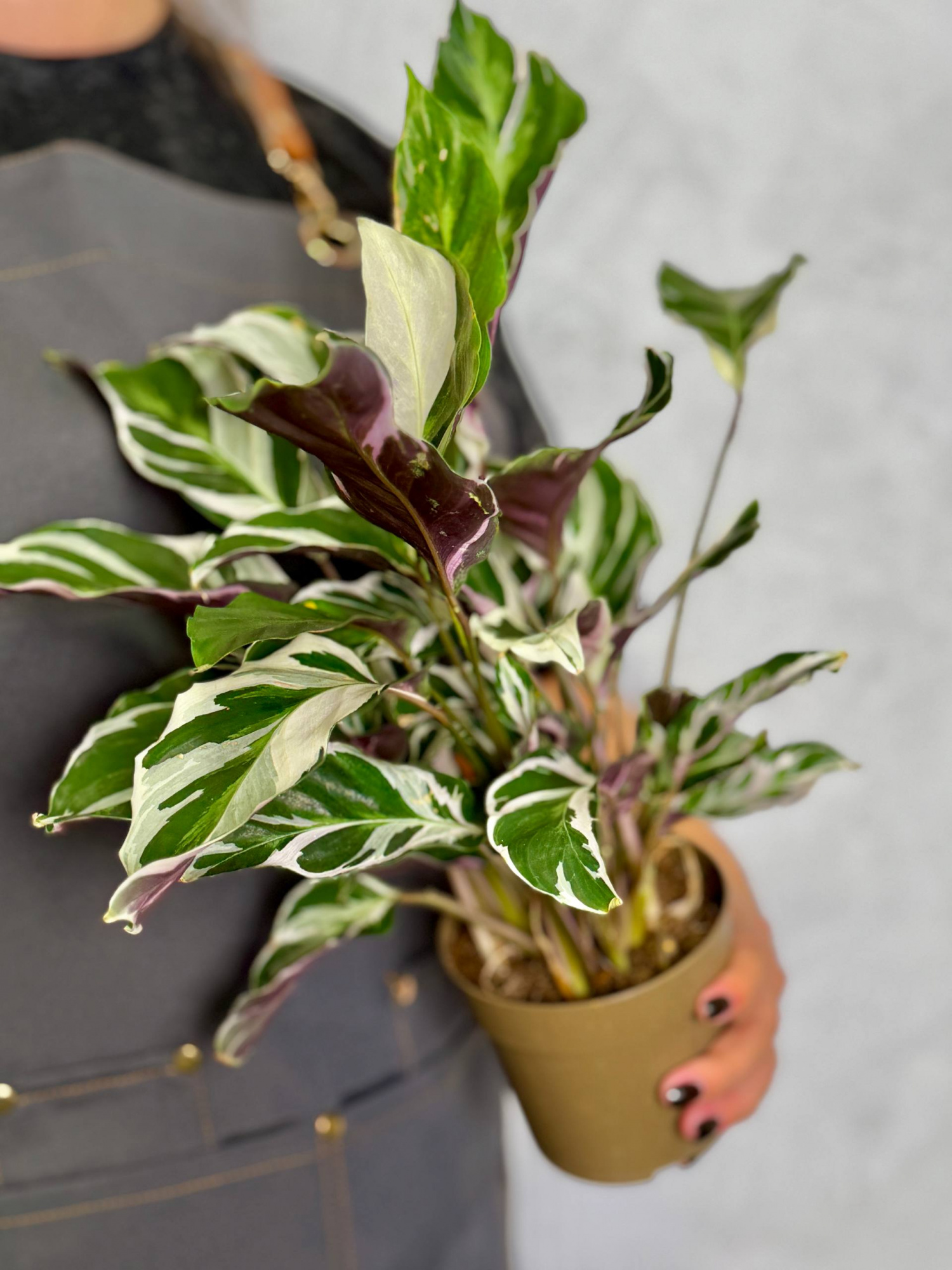 Калатея Вайт Фьюжин (Calathea White Fusion) D12см