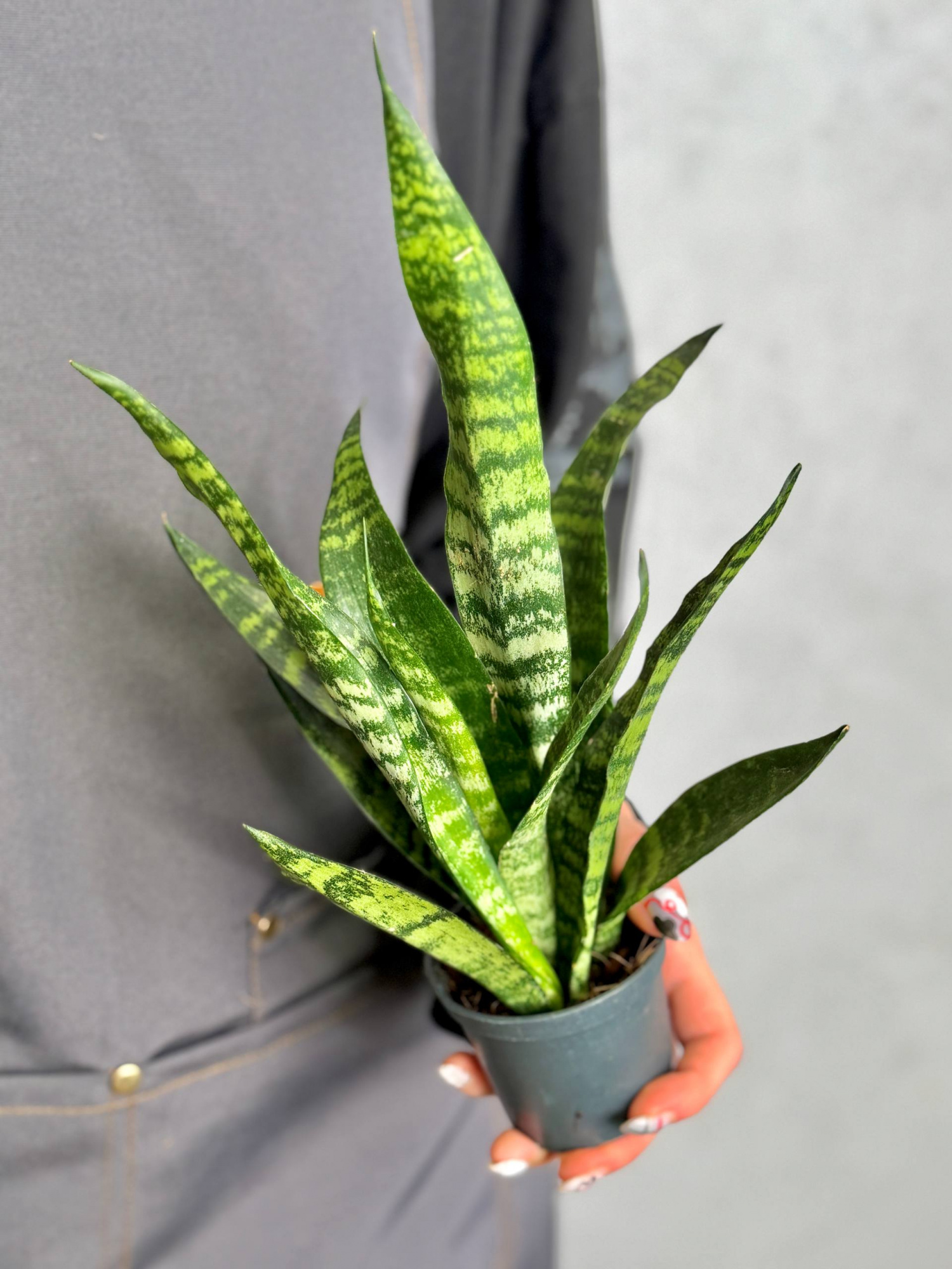 Сансевиерия Блэк Корал (Sansevieria Black Coral) D7см
