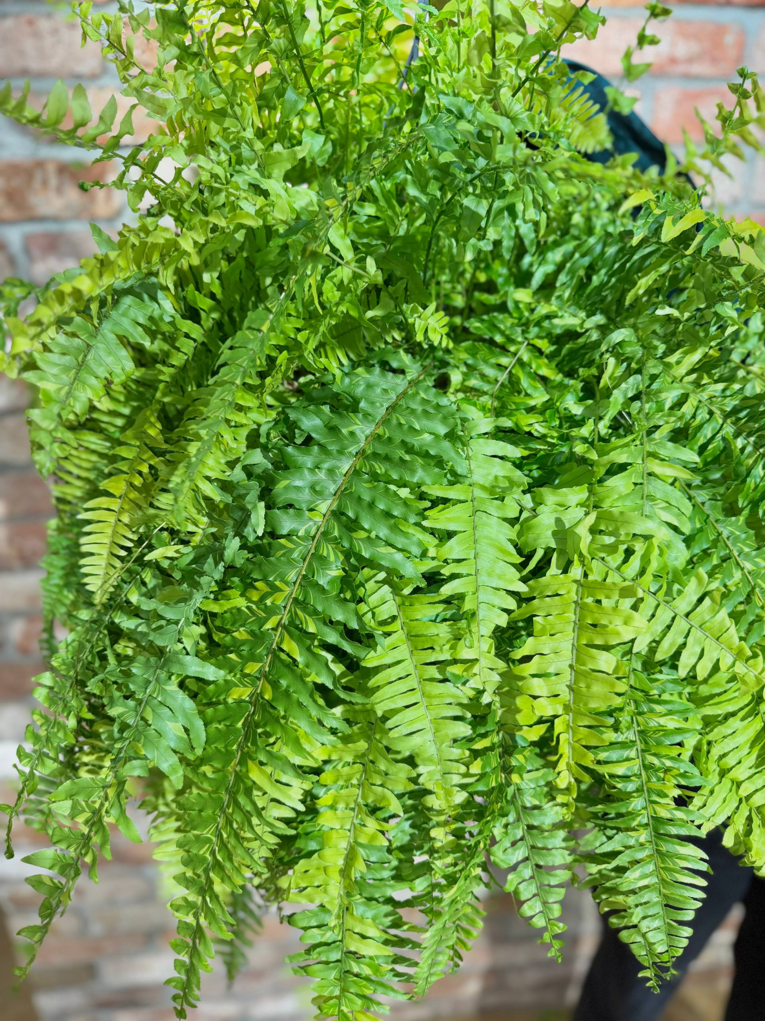Нефролепис Тайгер Ферн Вариегатный (Nephrolepis Exaltata Tiger Fern) D20см