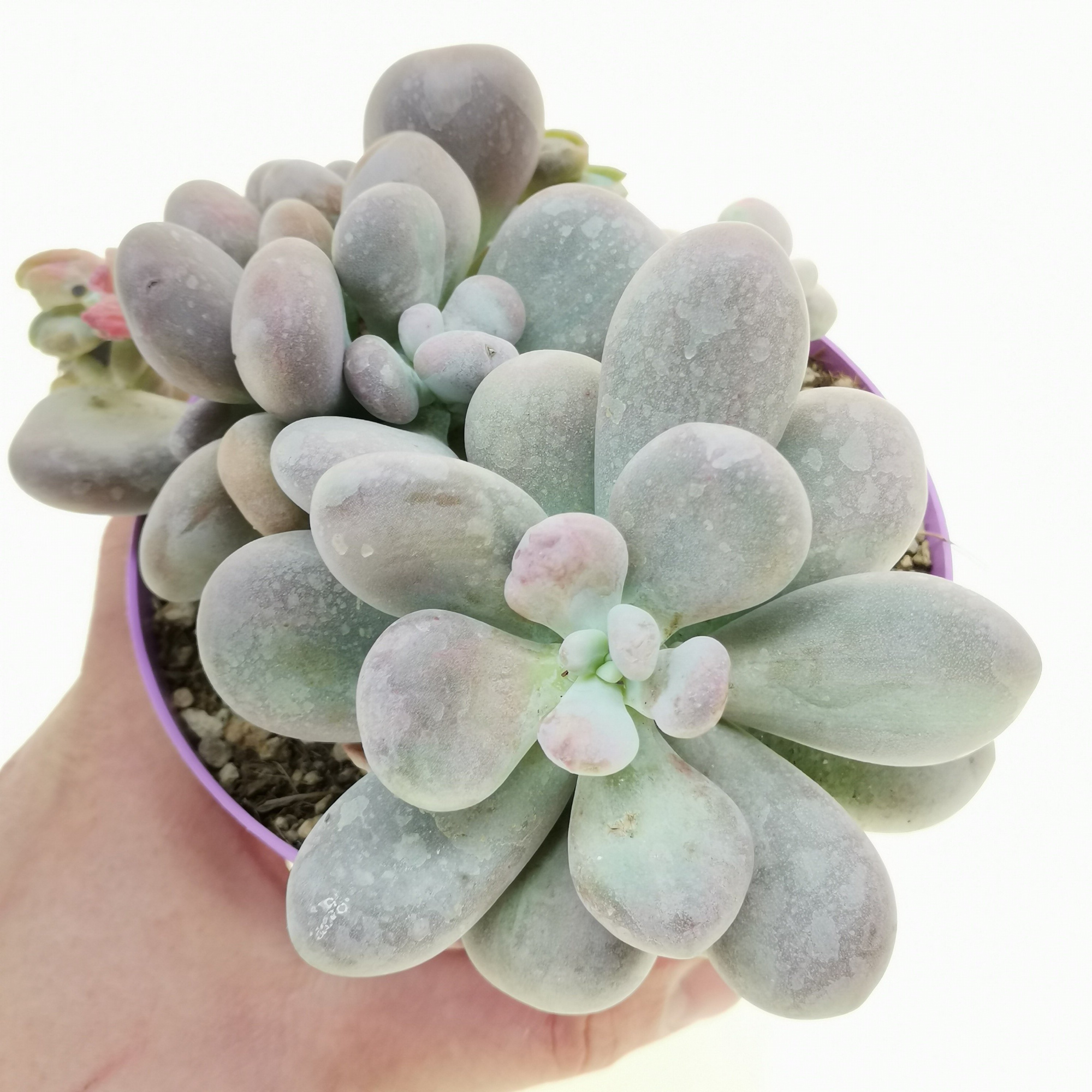 Пахифитум Яйценосный (Pachyphytum  oviferum) D8см