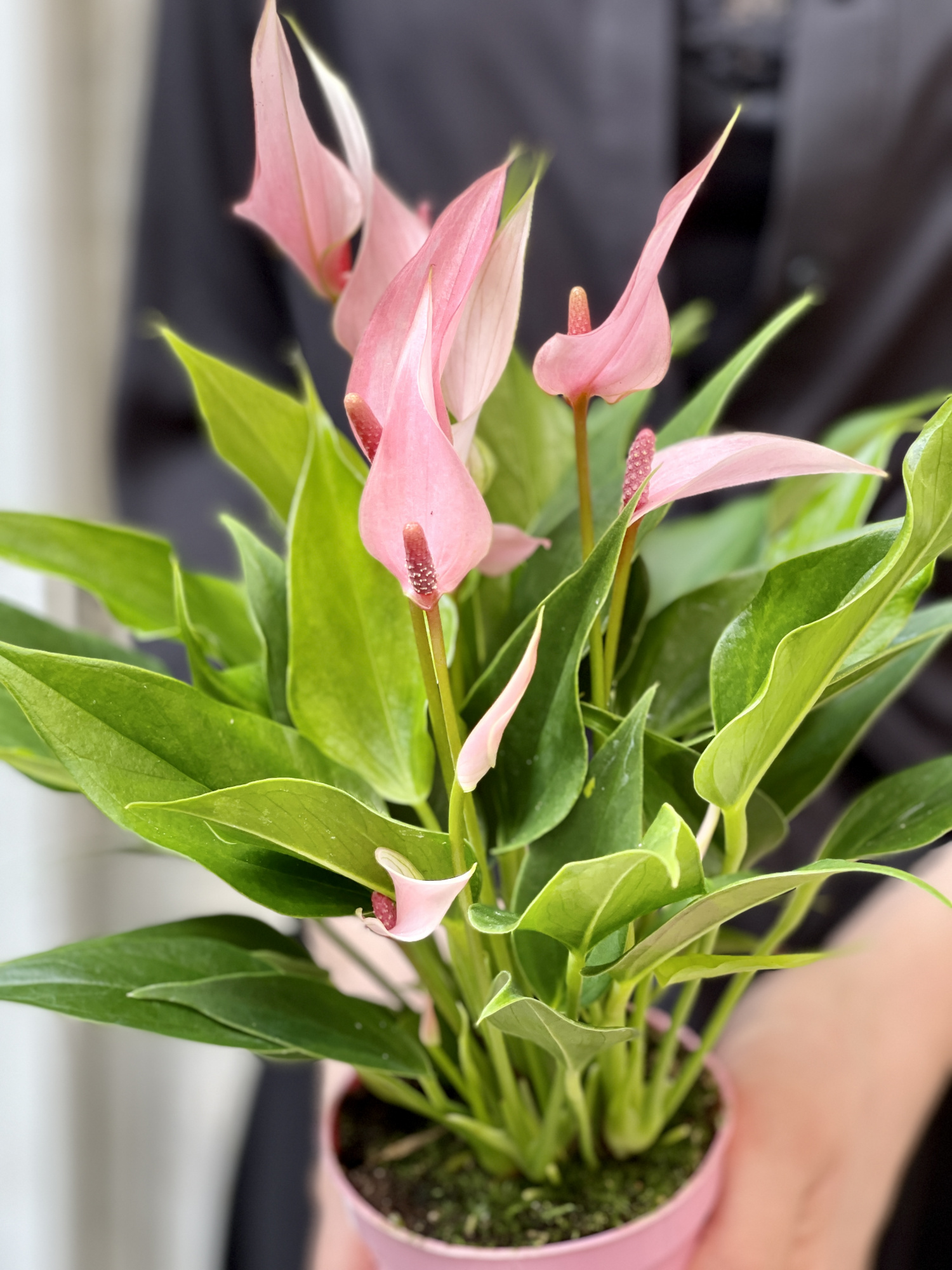 Антуриум Лилли (Anthurium Lilli) D9см