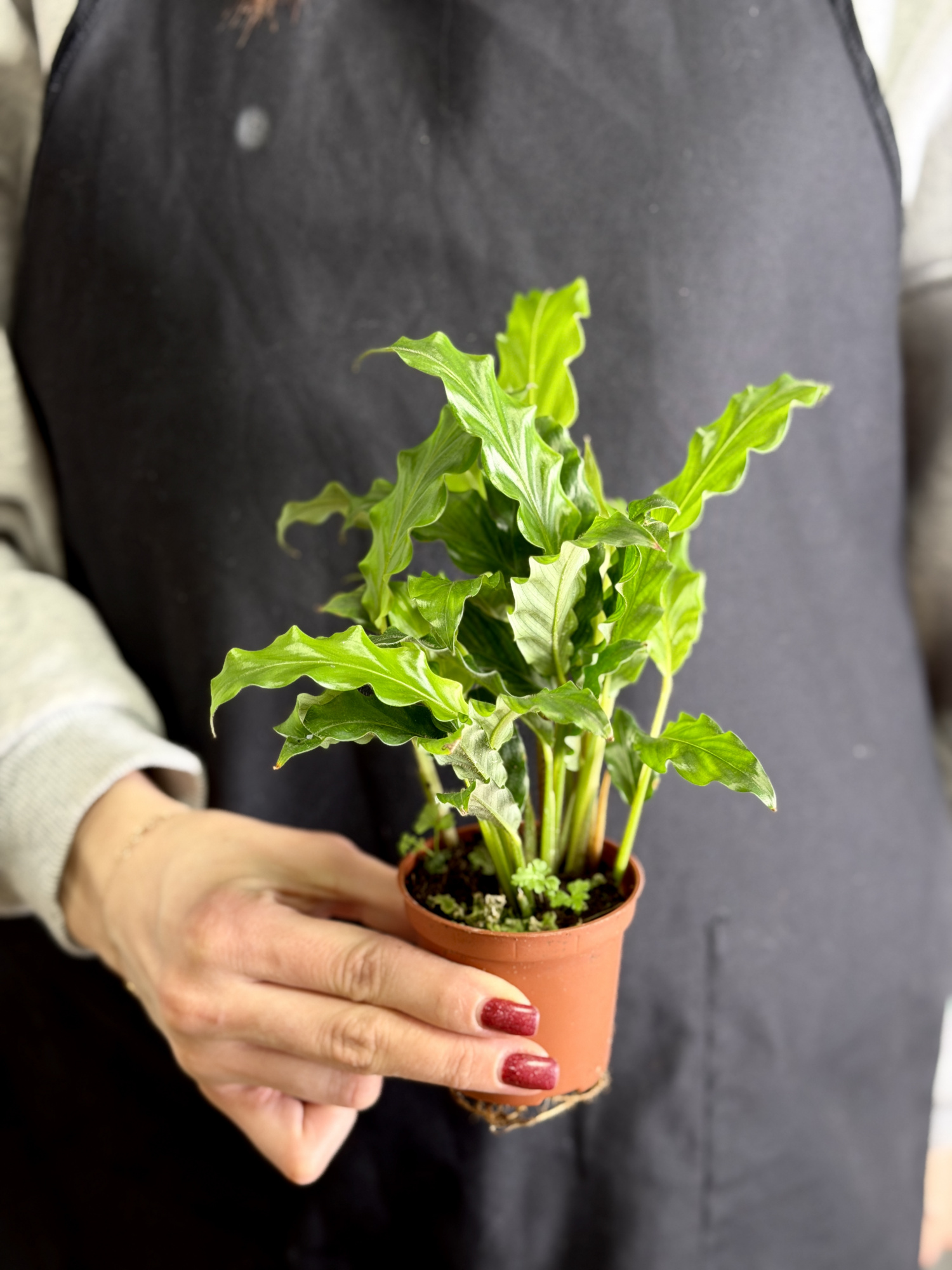 Калатея Руфибарба (Calathea Rufibarba) D7см