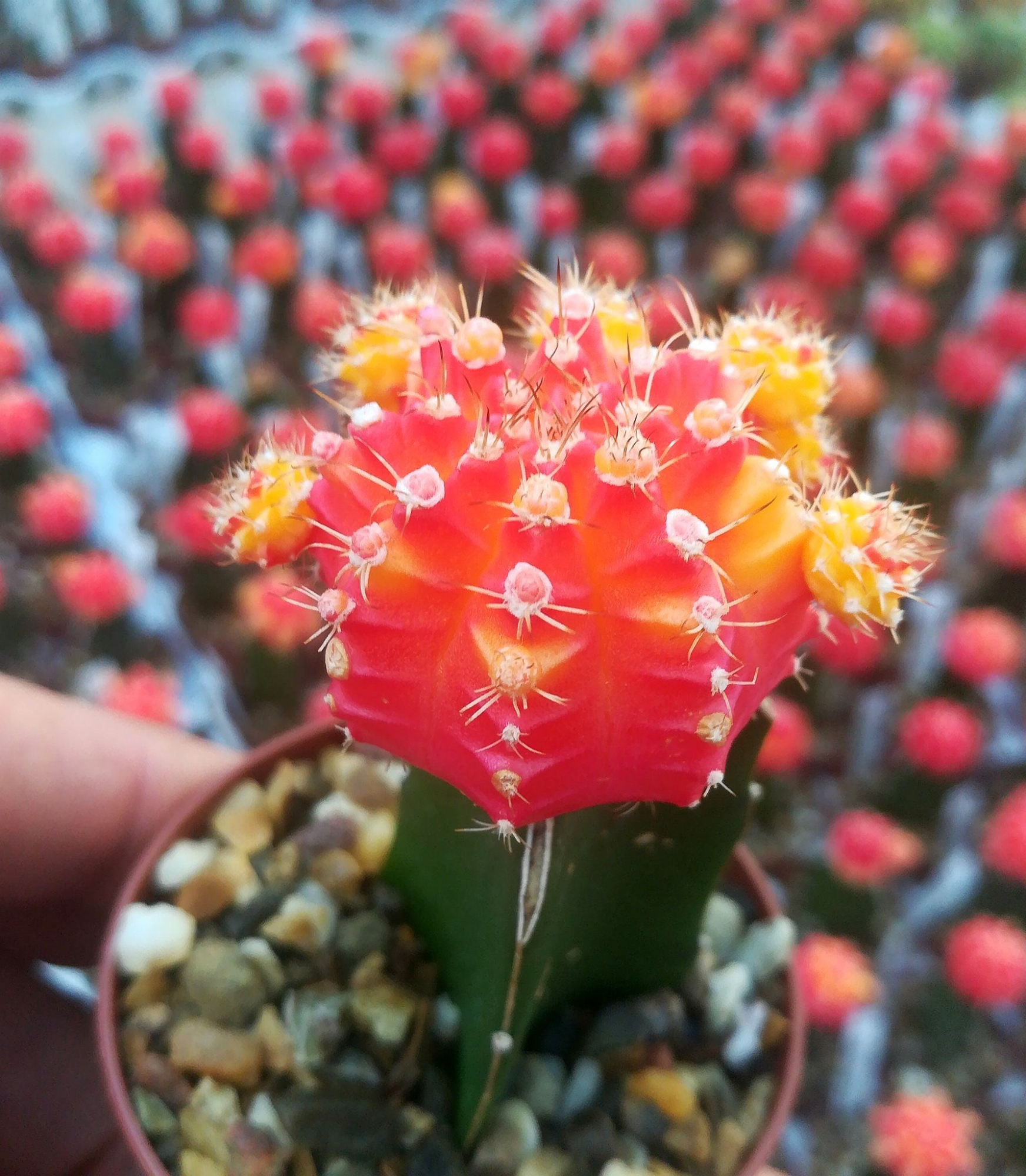 Гимнокалициум Михановича Оранжевый (Gymnocalycium Mihanovichii Orange) D5см
