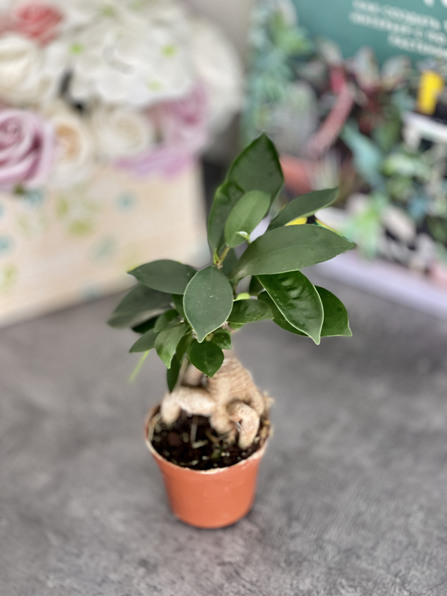 Фикус Гинсенг, или Фикус Женьшень (Ficus Ginseng) D7см