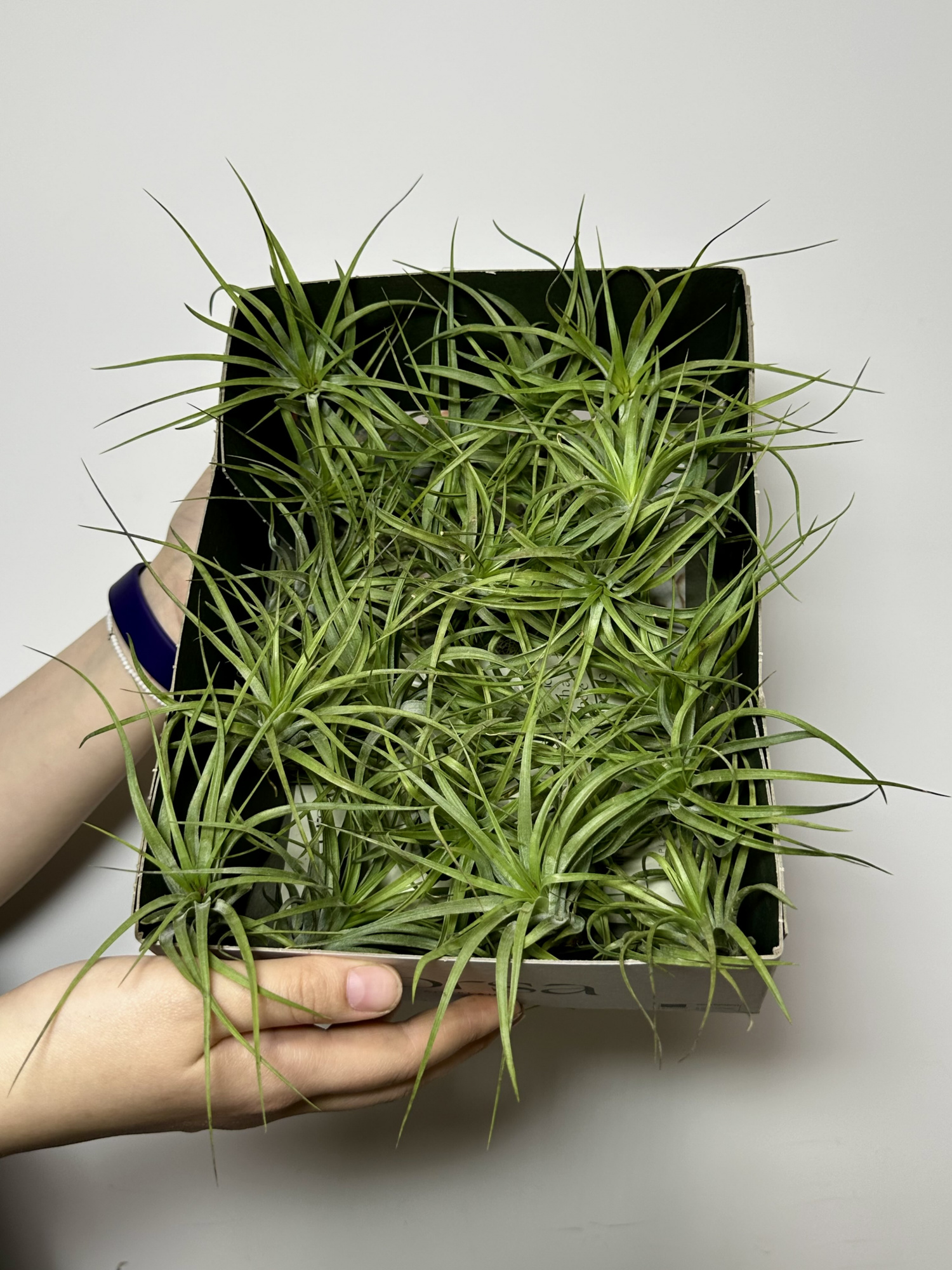 Тилландсия Стрикта Мини (Tillandsia Stricta Mini)