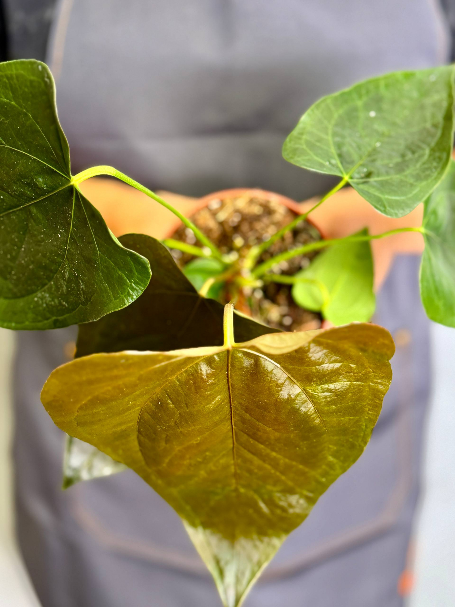 Антуриум Квин оф Хертс (Anthurium Queen Of Heart) D12см