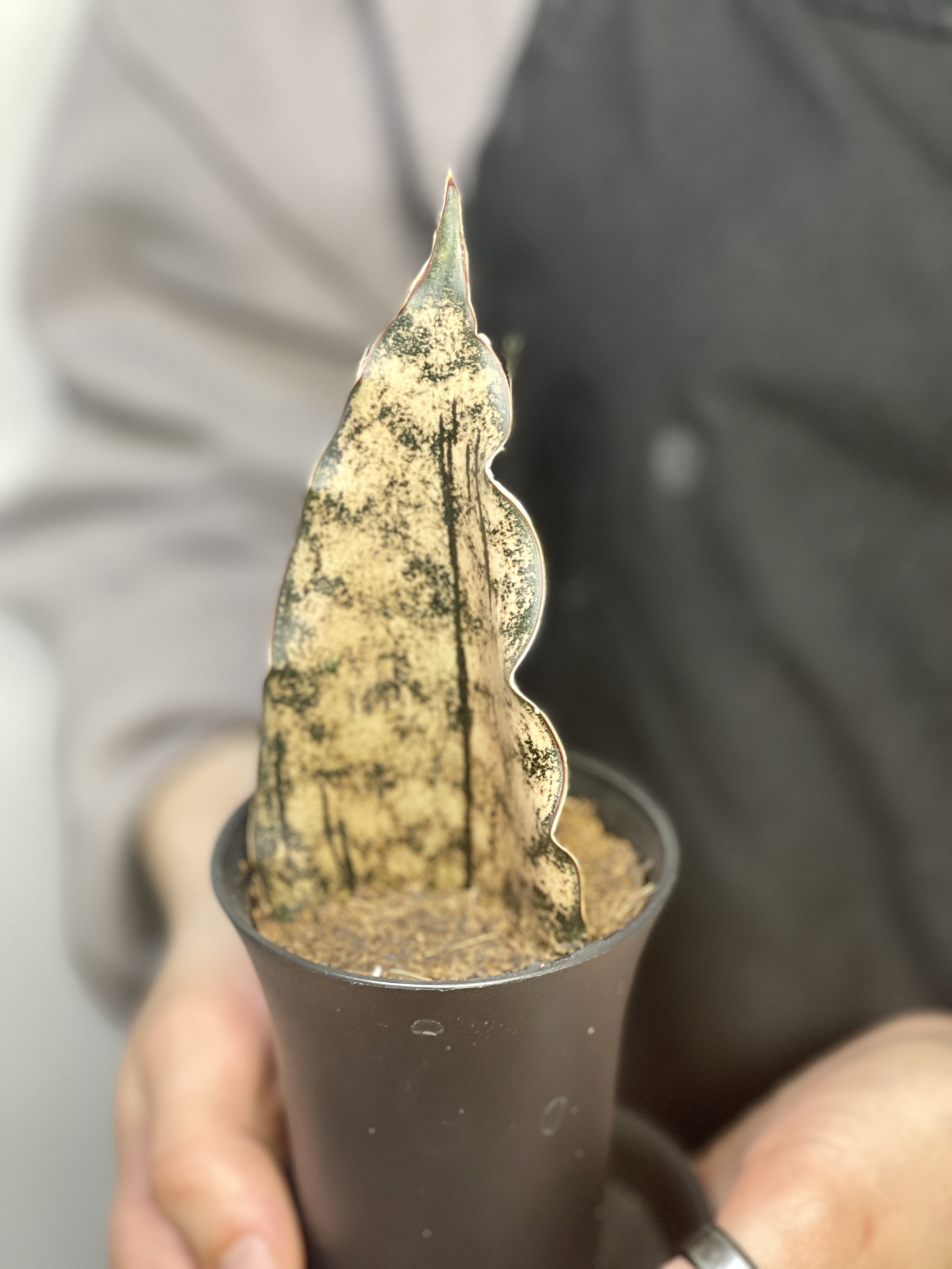 Сансевиерия Стар Каньон Гранит (Sansevieria Star Canyon Granite) D7,5см