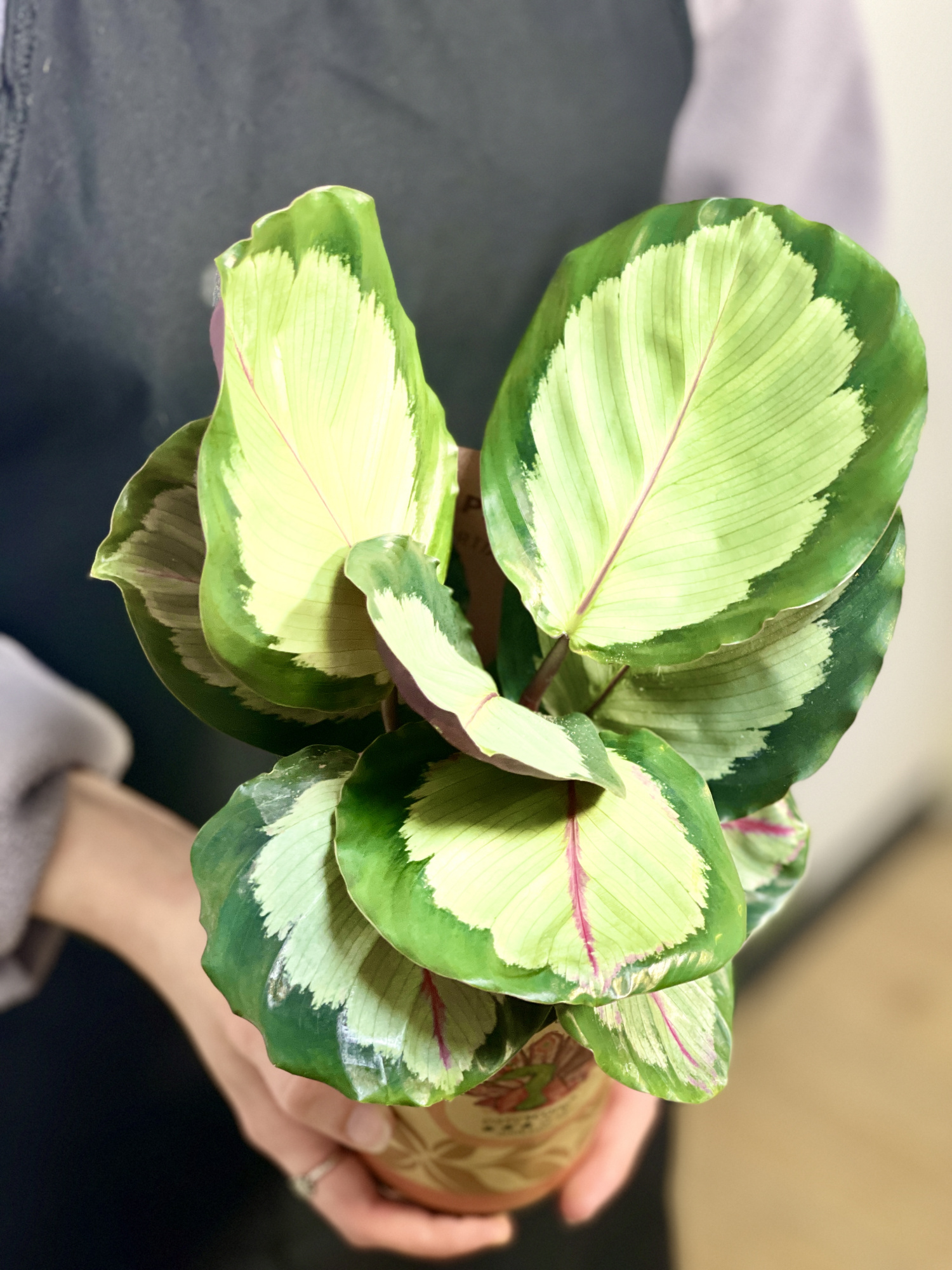 Калатея Корона (Calathea Corona) D12см