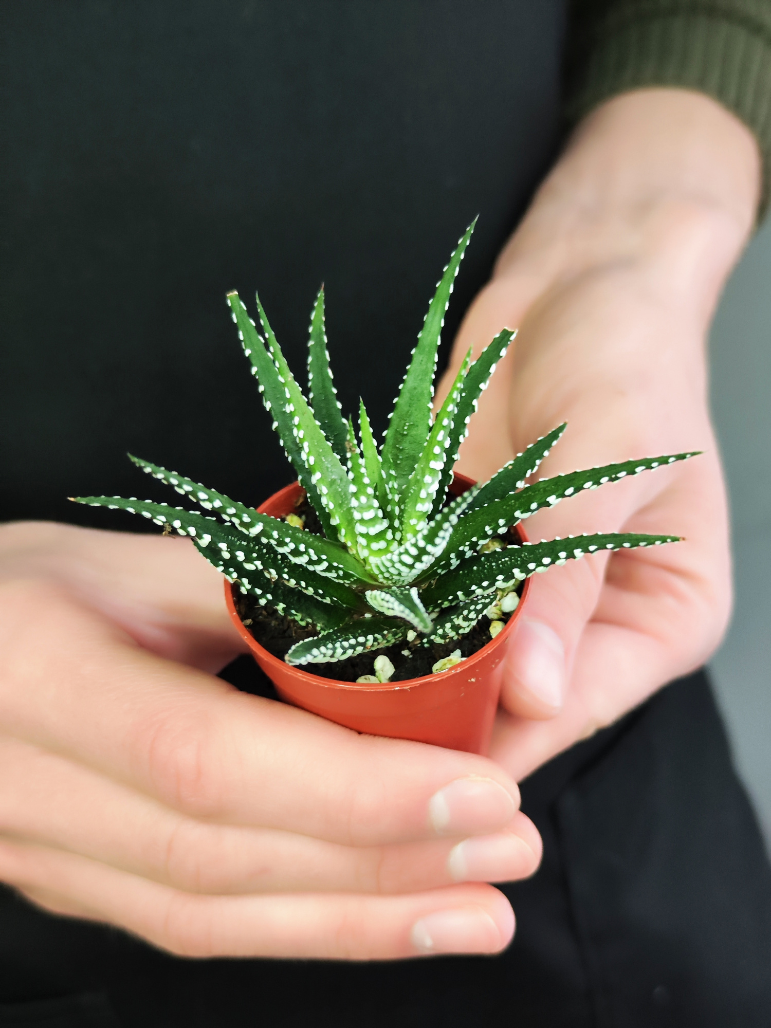 Хавортия Полосатая (Haworthia Fasciata) D5см