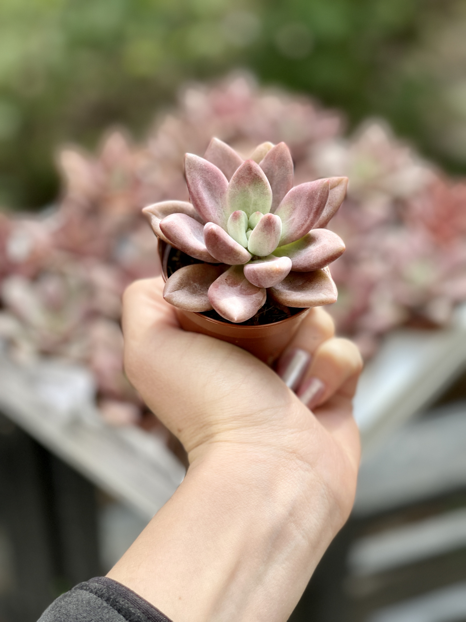 Граптоверия Рози Кроу (Graptoveria Rosie Crow) D5см