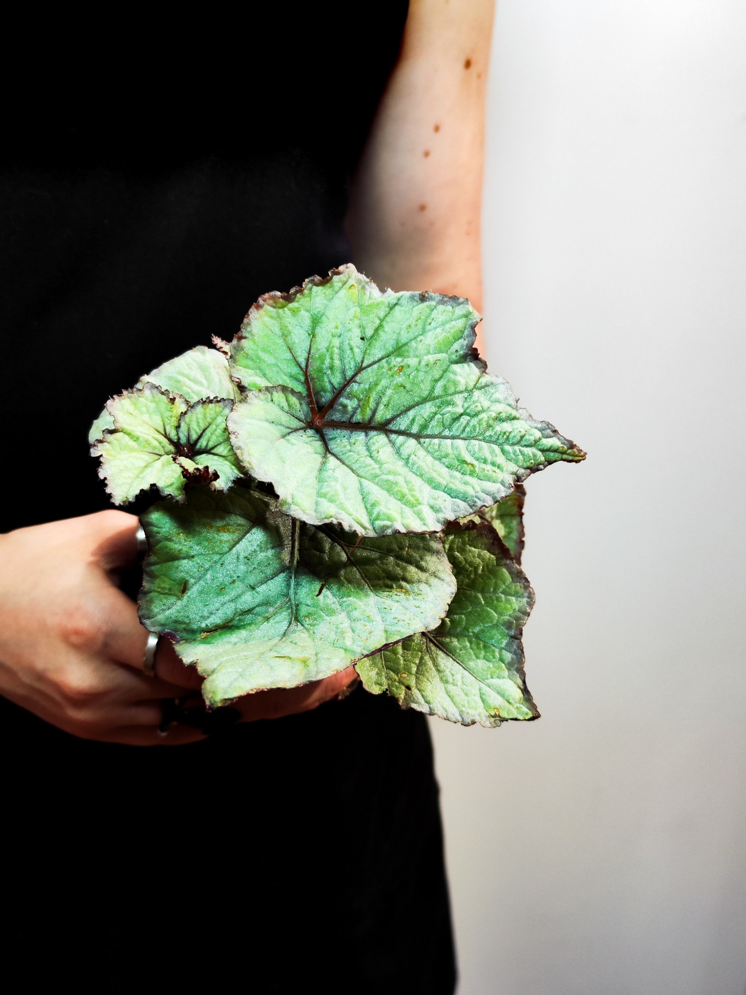 Бегония Рекс Спирит (Begonia Rex Spirit) D6см