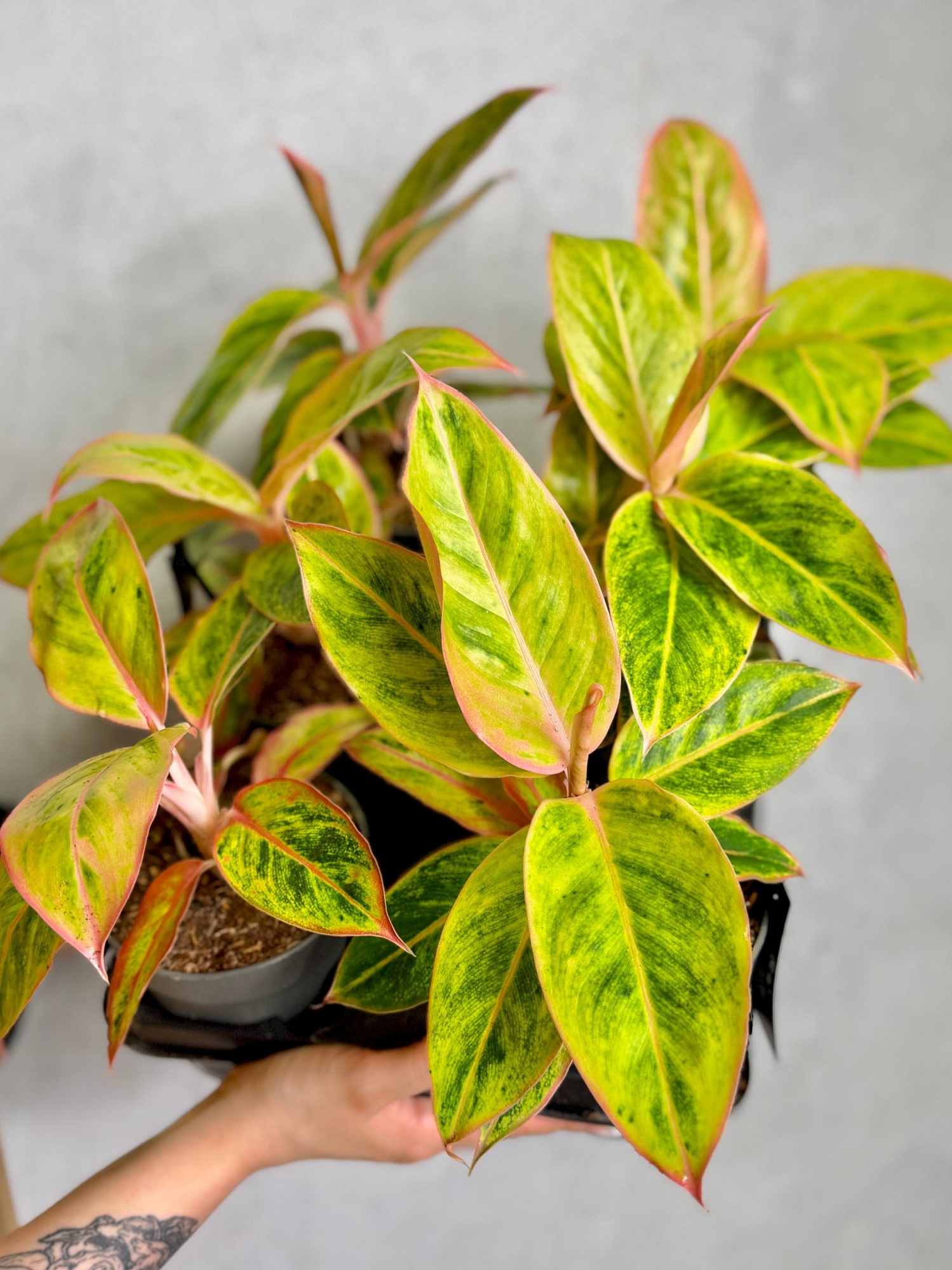 Аглаонема Сальмон Фэнтези (Aglaonema Salmon Fantasy) D12см