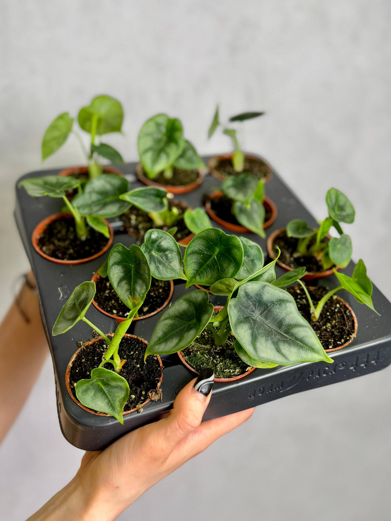 Алоказия Реверса (Alocasia Reversa) D6см