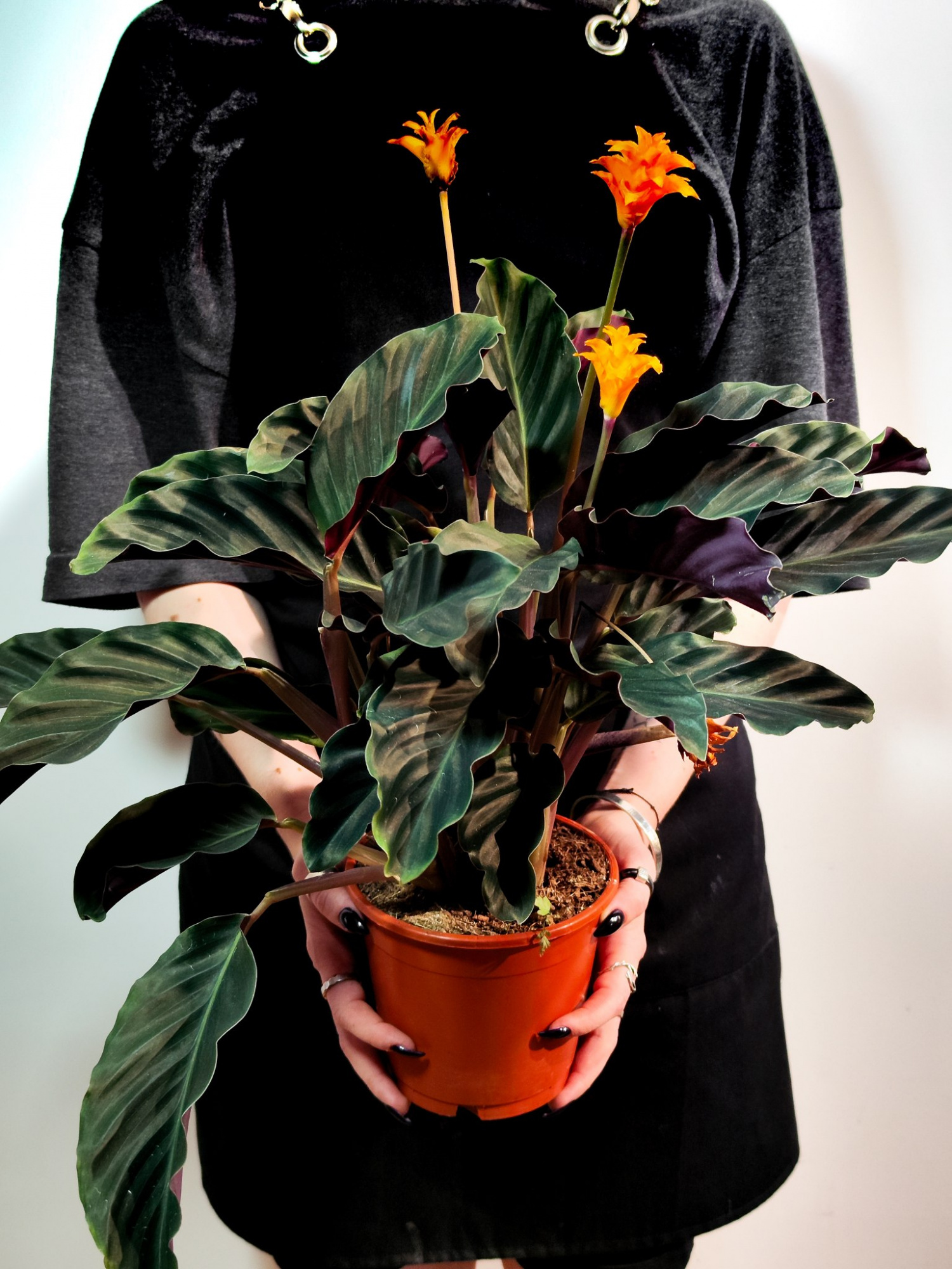 Калатея Кроката, или Калатея Шафранная (Calathea Crocata) D14см