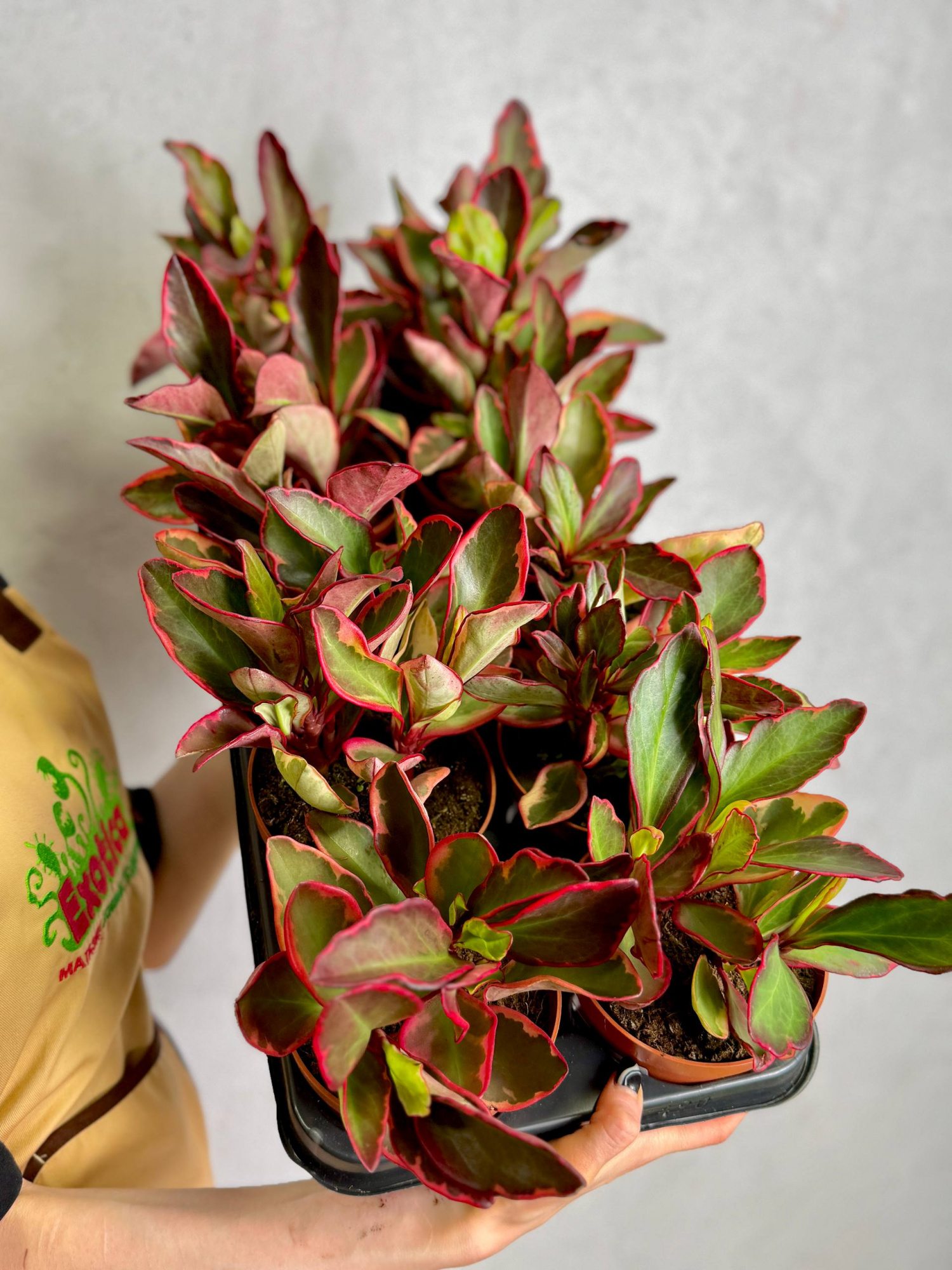 Пеперомия Клузиелистная Джелли (Peperomia Clusiifolia Jellie) D12см
